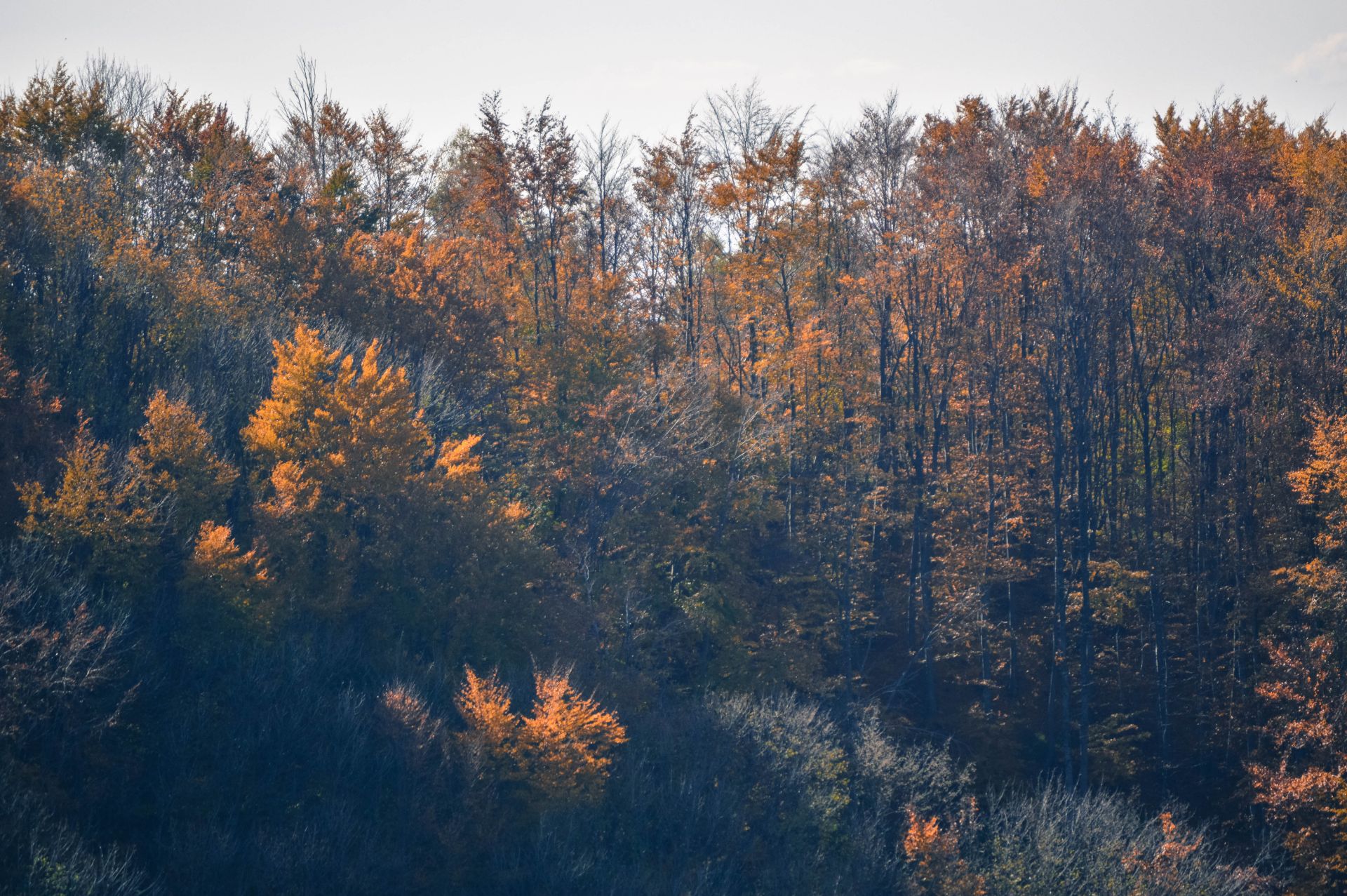 3,000 sqm Forest plot located in Vurtop, Vidin region, Bulgaria - Bild 3 aus 3