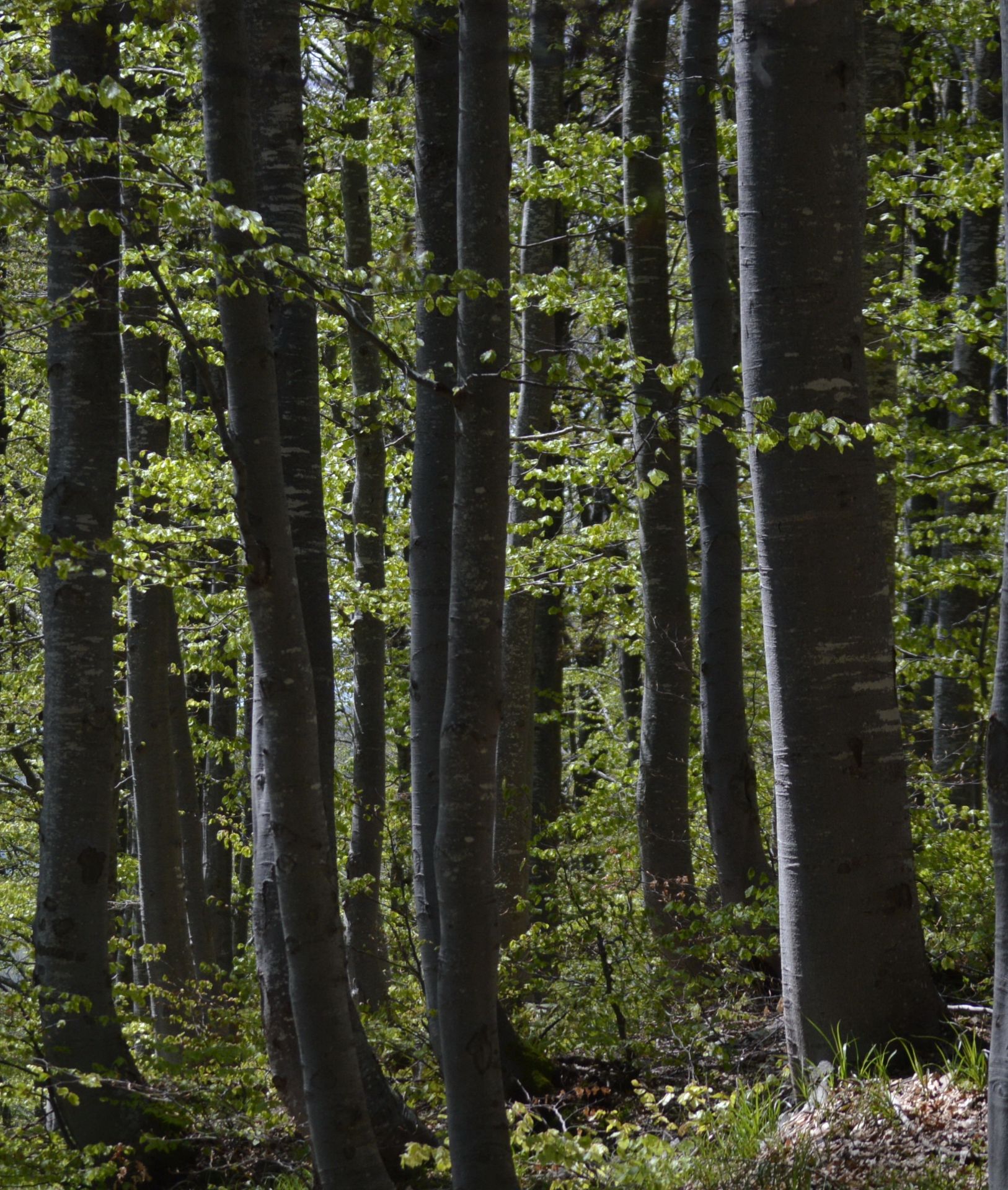 2,700 sqm Forest plot located in Gaitantsi, Vidin region, Bulgaria - Image 3 of 3