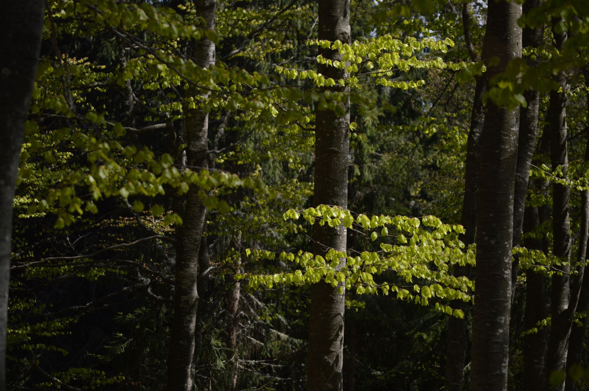 2,700 sqm Forest plot located in Gaitantsi, Vidin region, Bulgaria - Image 2 of 3