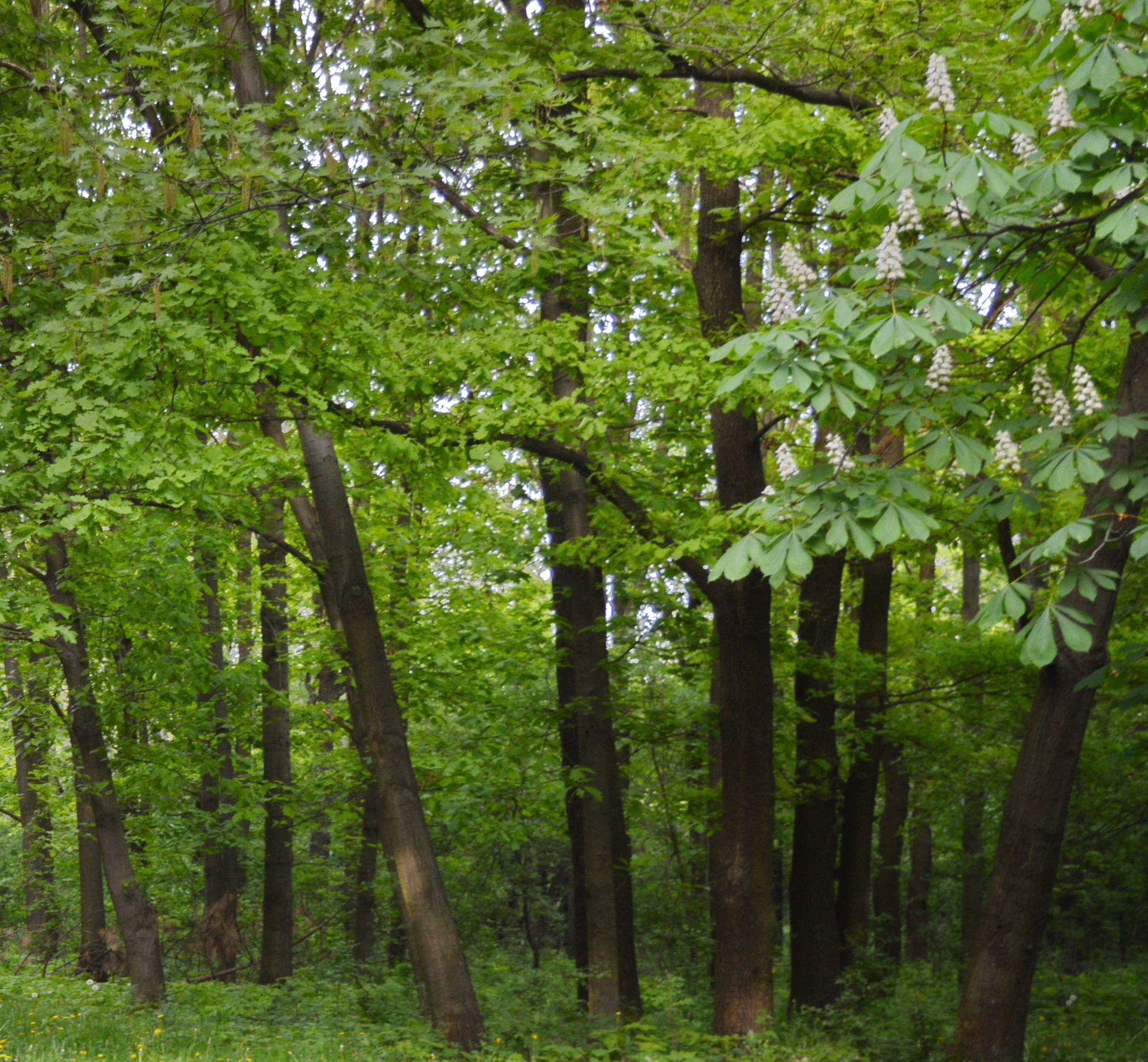 1,000 sqm Forest plot located in Milchina Lake, Vidin region, Bulgaria - Image 2 of 3