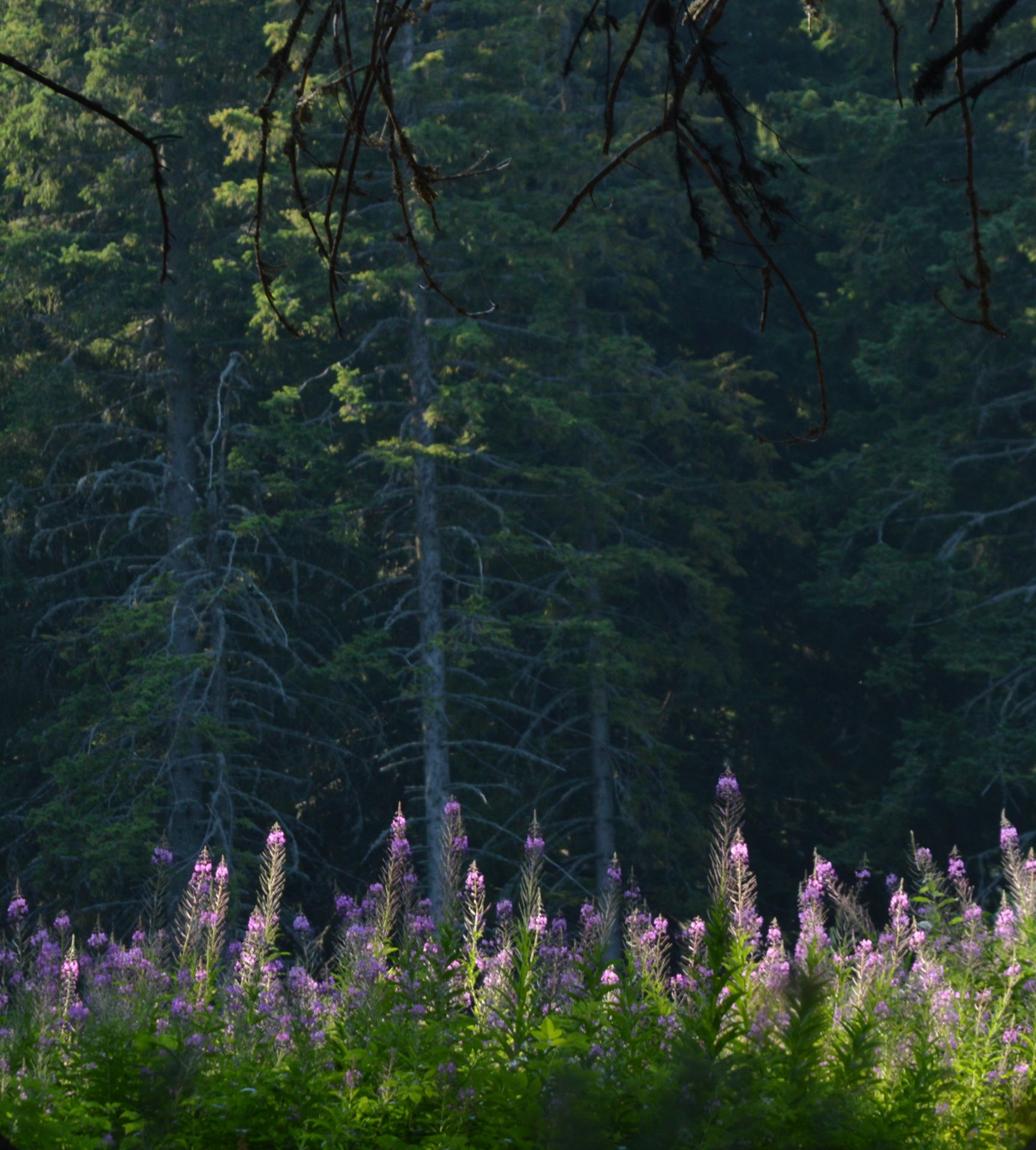 3,000 sqm Forest plot located in Vurtop, Vidin region, Bulgaria - Image 2 of 3