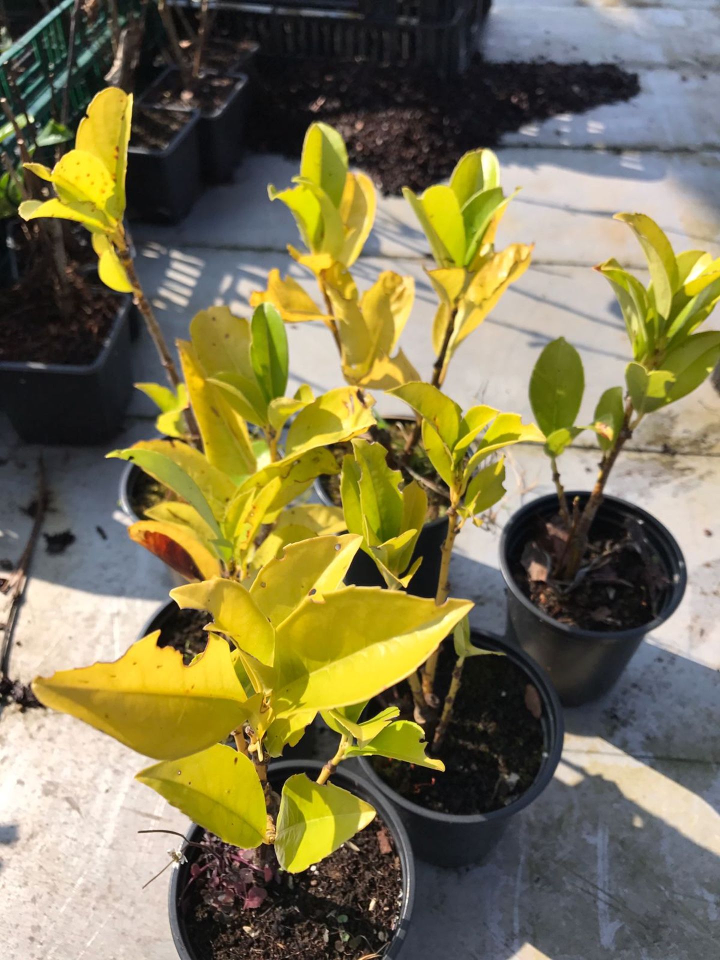 X100 LARGE LAUREL HEDGING PLANTS 300MM PLUS! 9CM POTS - Image 2 of 2