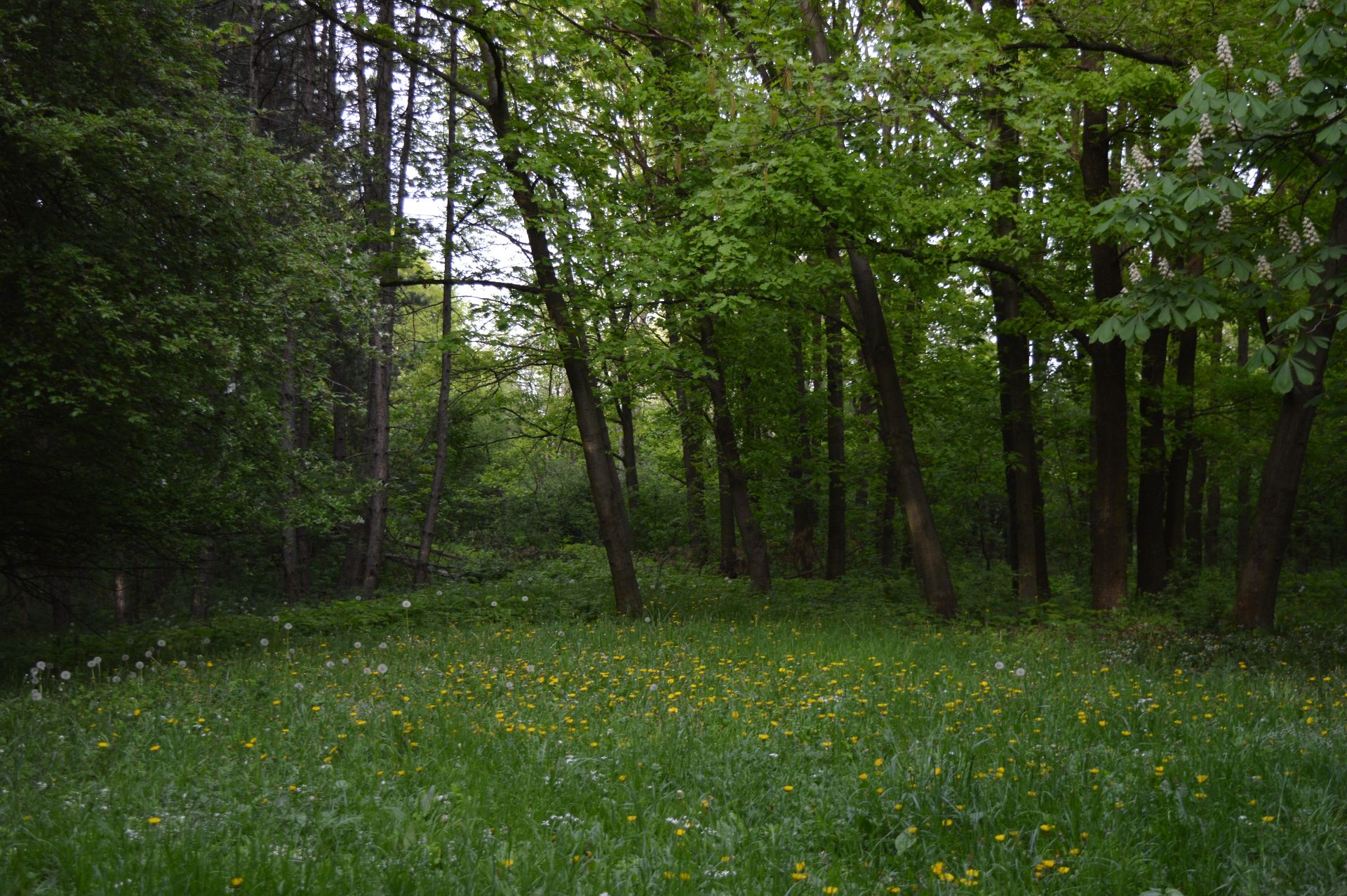 2,000 sqm Forest plot located in Milchina Lake, Vidin region, Bulgaria