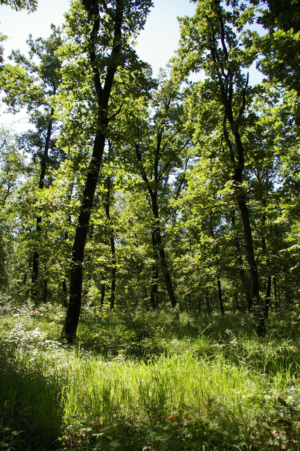 13,400 sqm Forest plot located in MONTANA region, Bulgaria - Image 2 of 9