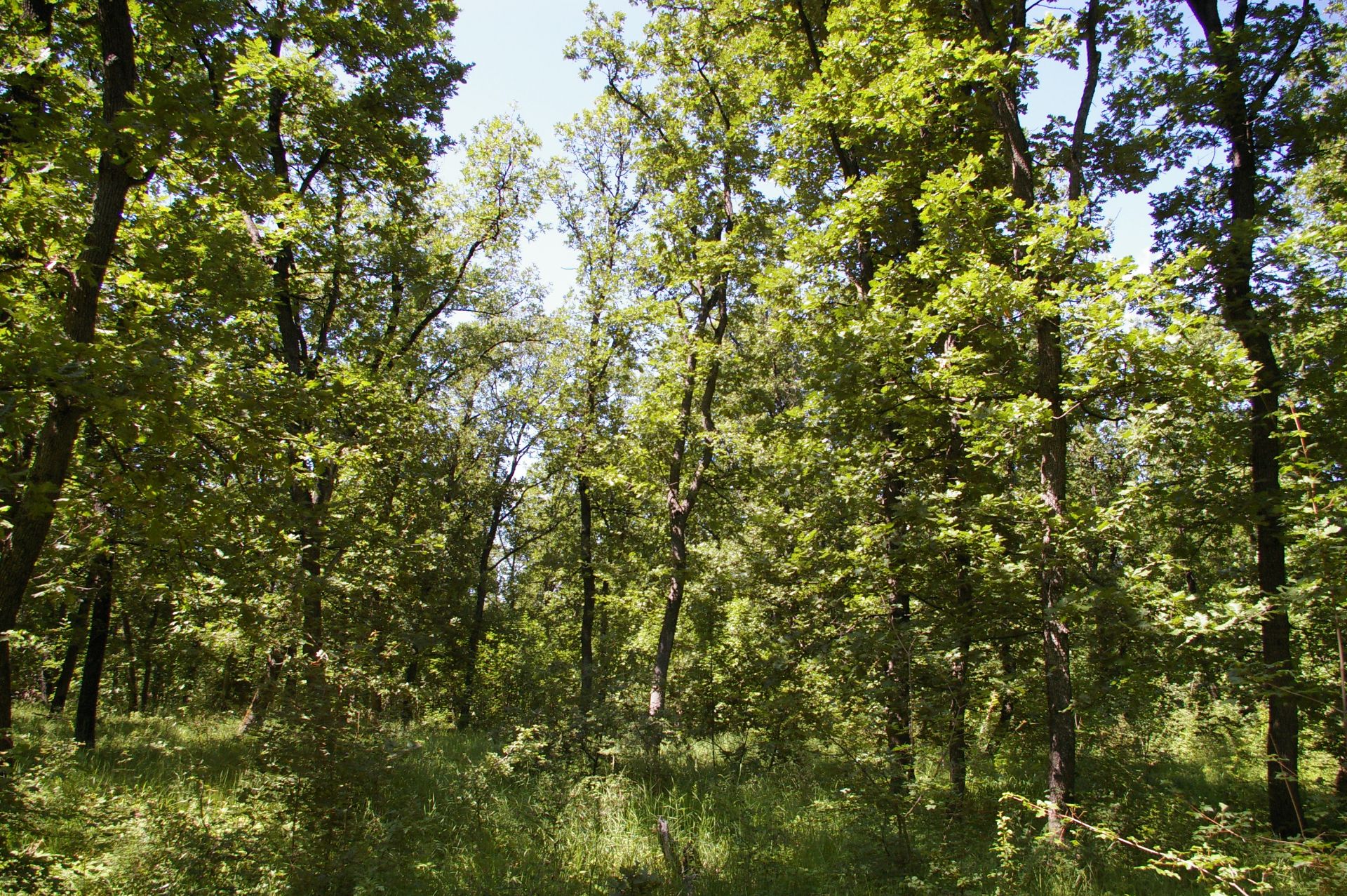 13,400 sqm Forest plot located in MONTANA region, Bulgaria - Image 8 of 9