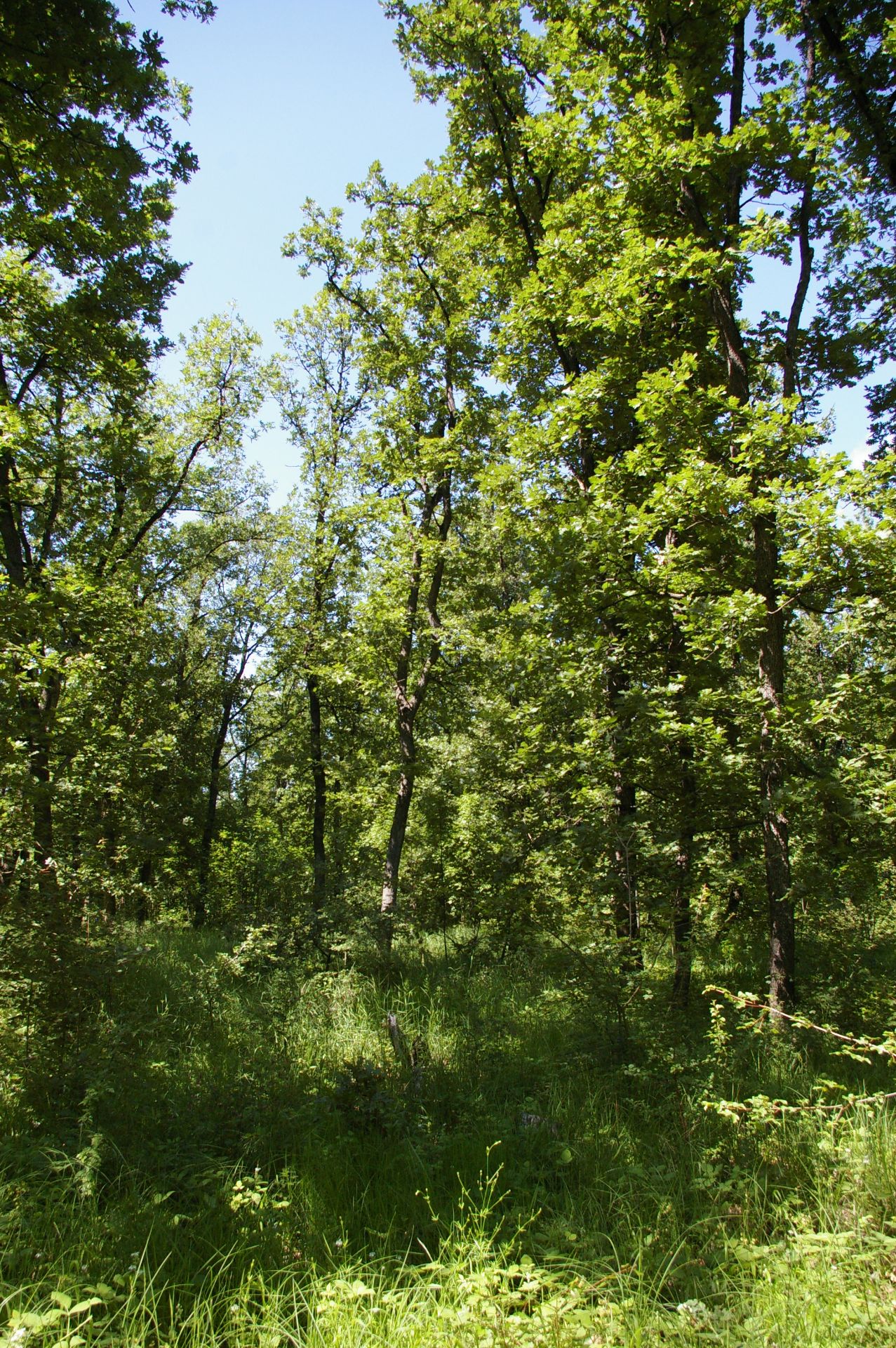 13,400 sqm Forest plot located in MONTANA region, Bulgaria - Image 9 of 9
