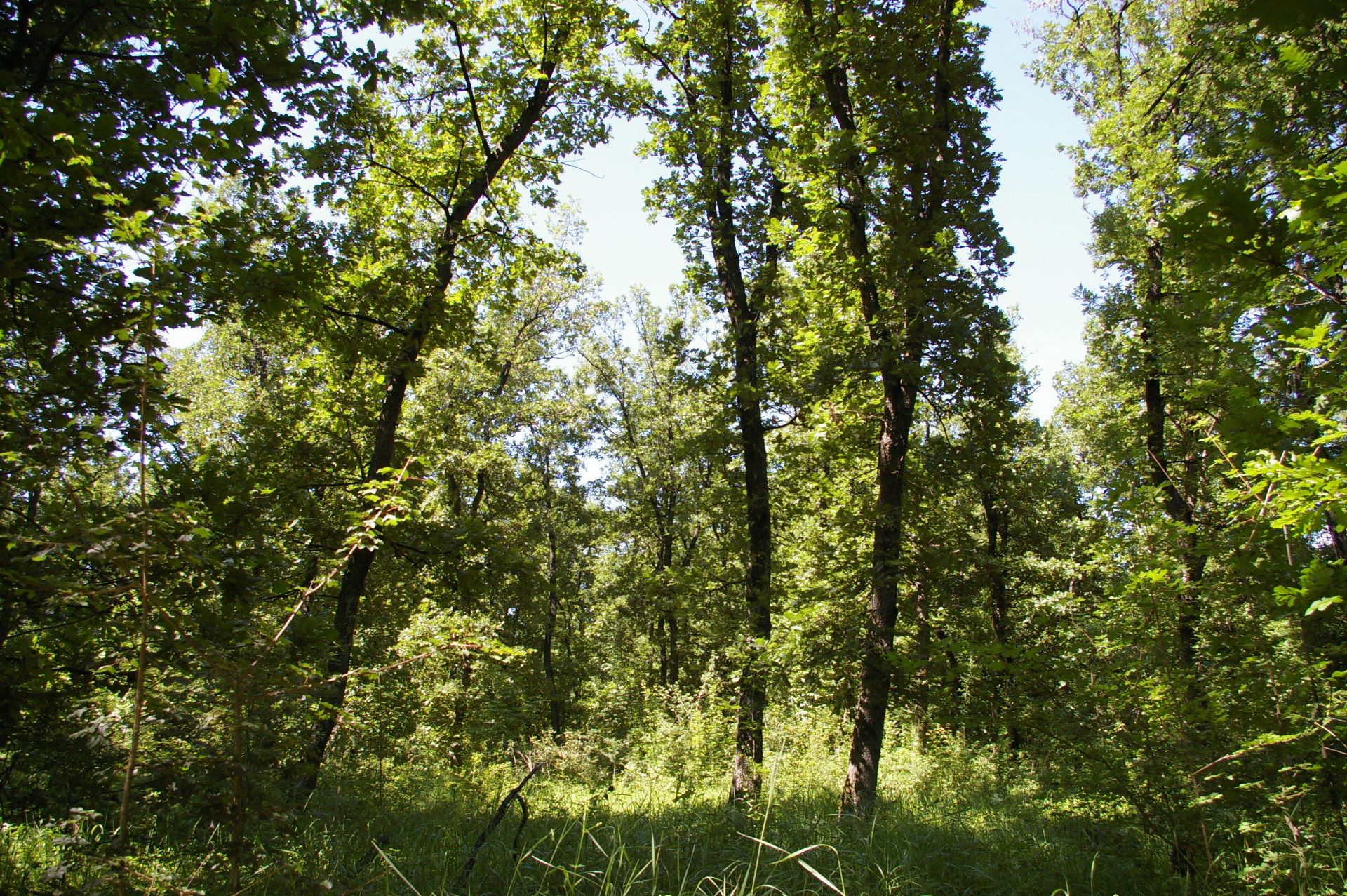 13,400 sqm Forest plot located in MONTANA region, Bulgaria - Image 7 of 9