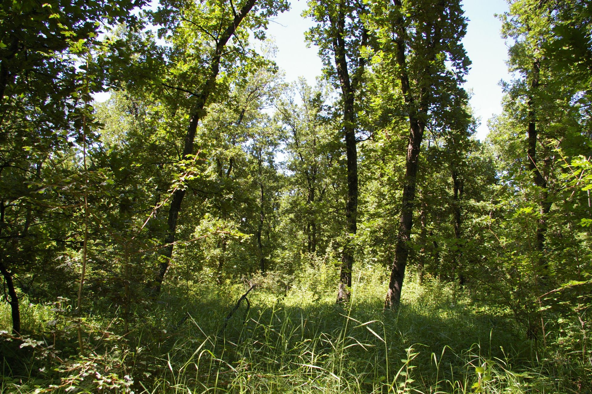 13,400 sqm Forest plot located in MONTANA region, Bulgaria