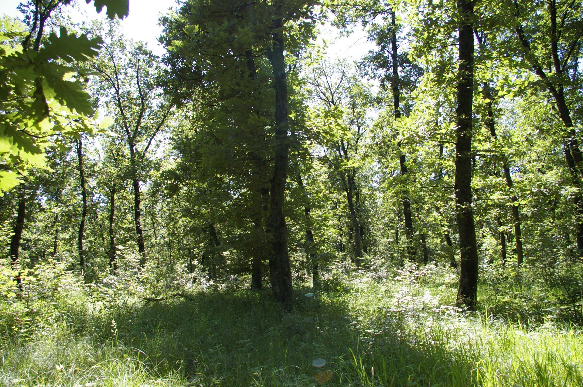 13,400 sqm Forest plot located in MONTANA region, Bulgaria - Image 3 of 9