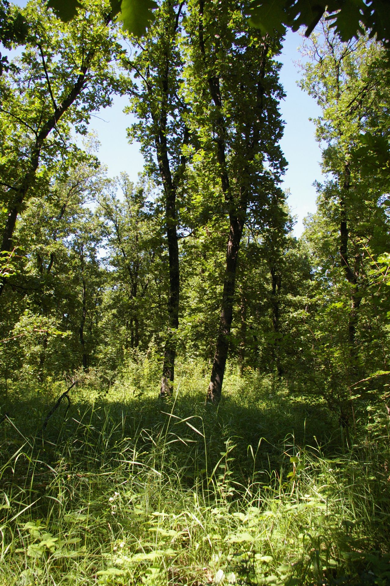 13,400 sqm Forest plot located in MONTANA region, Bulgaria - Image 5 of 9