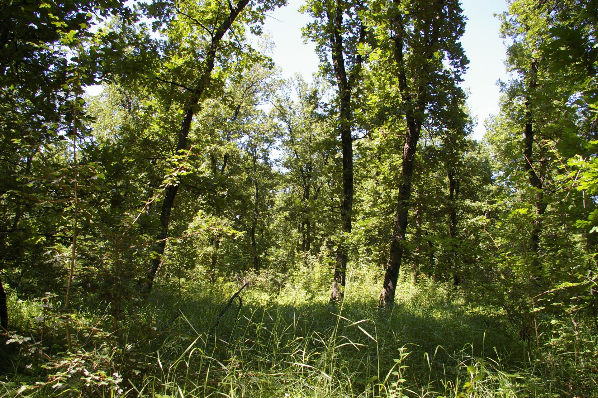 13,400 sqm Forest plot located in MONTANA region, Bulgaria - Image 4 of 9