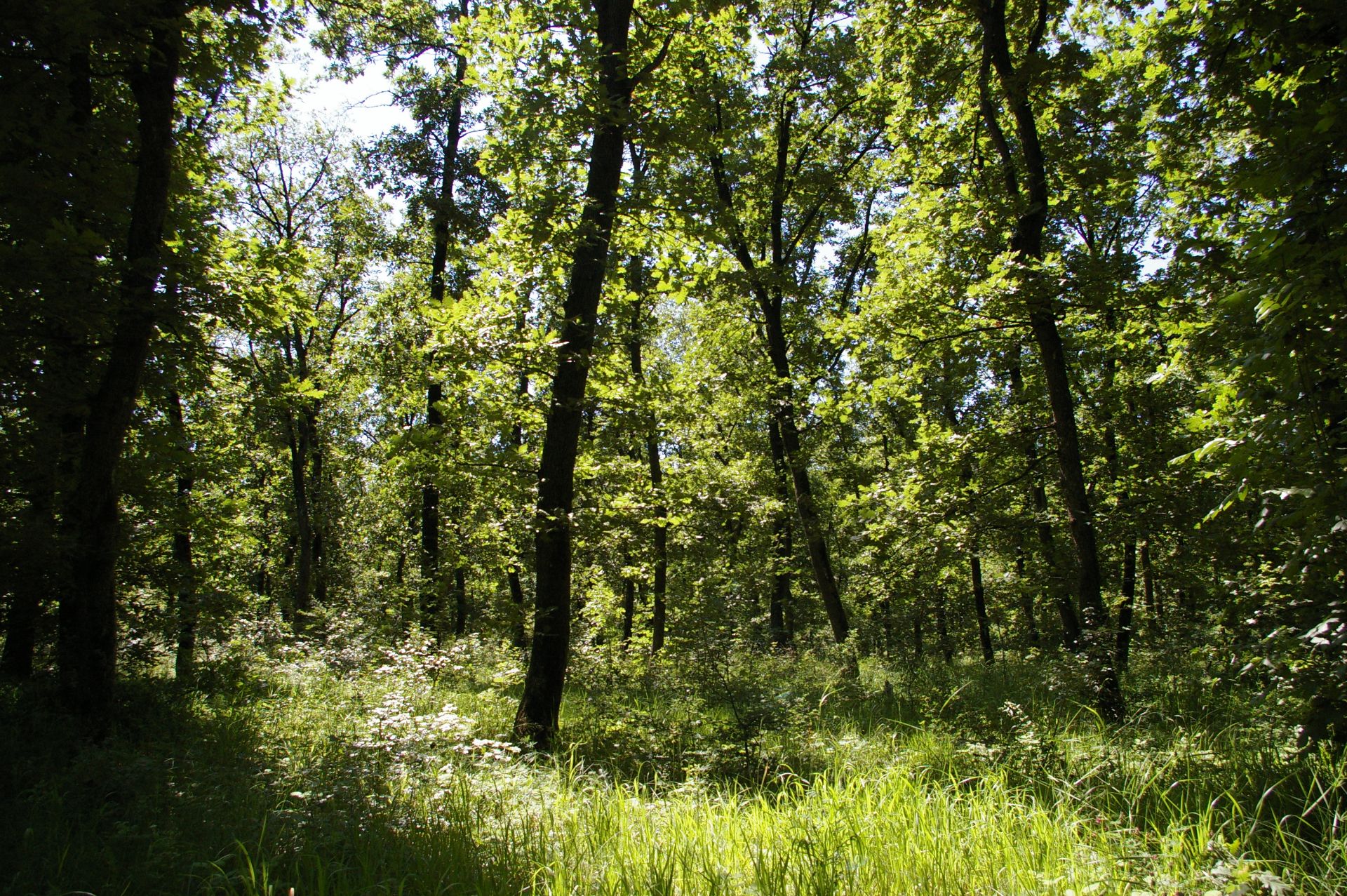 13,400 sqm Forest plot located in MONTANA region, Bulgaria - Image 6 of 9
