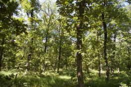 5,001 sqm Forest plot located in Voinitsa, Vidin region, Bulgaria
