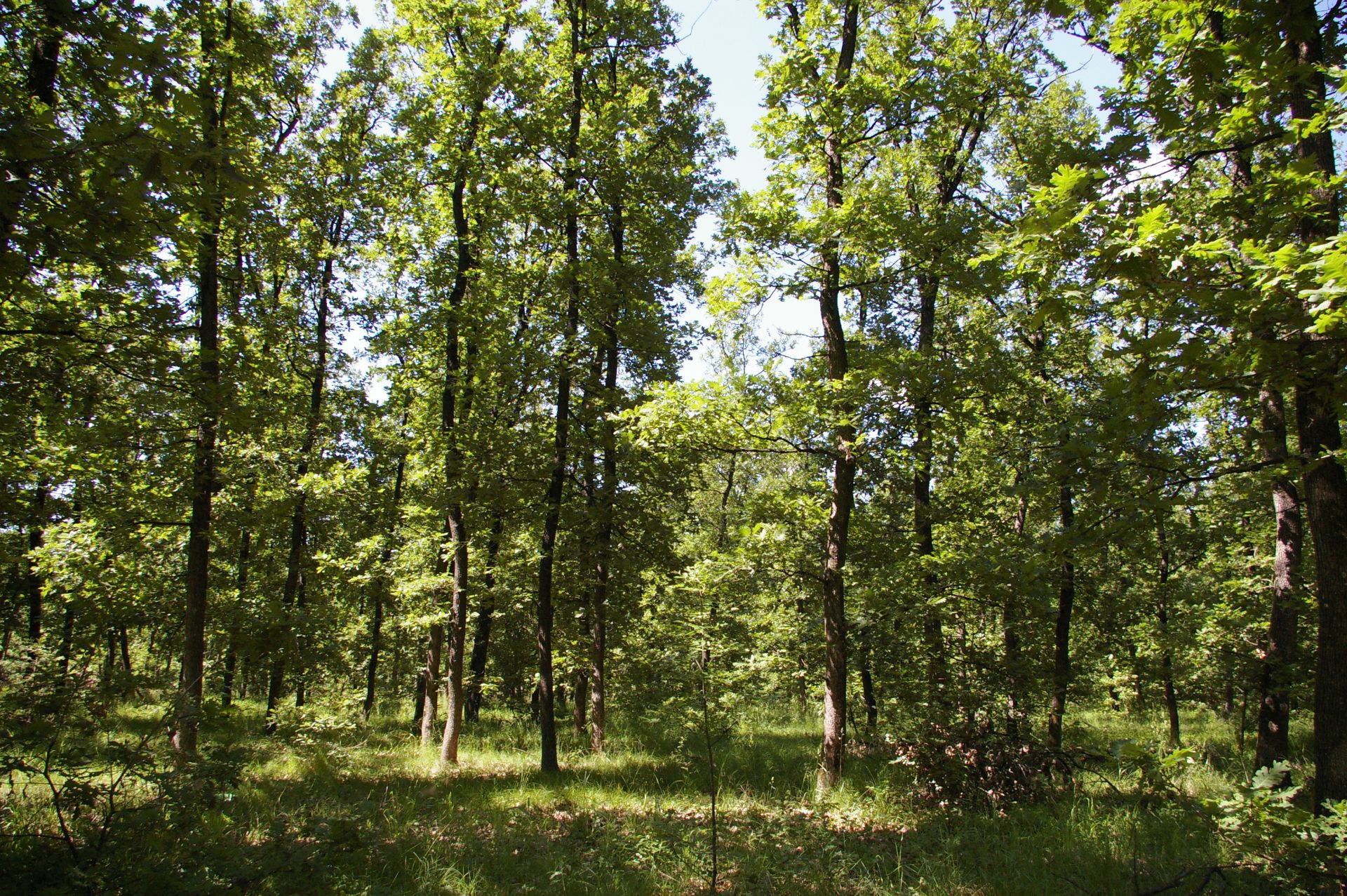 5,001 sqm Forest plot located in Voinitsa, Vidin region, Bulgaria - Image 4 of 4