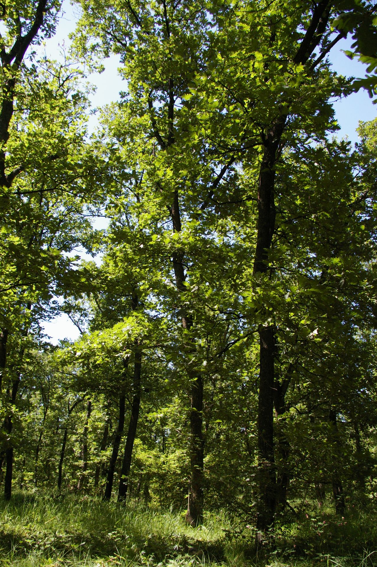 5,001 sqm Forest plot located in Voinitsa, Vidin region, Bulgaria - Image 3 of 4