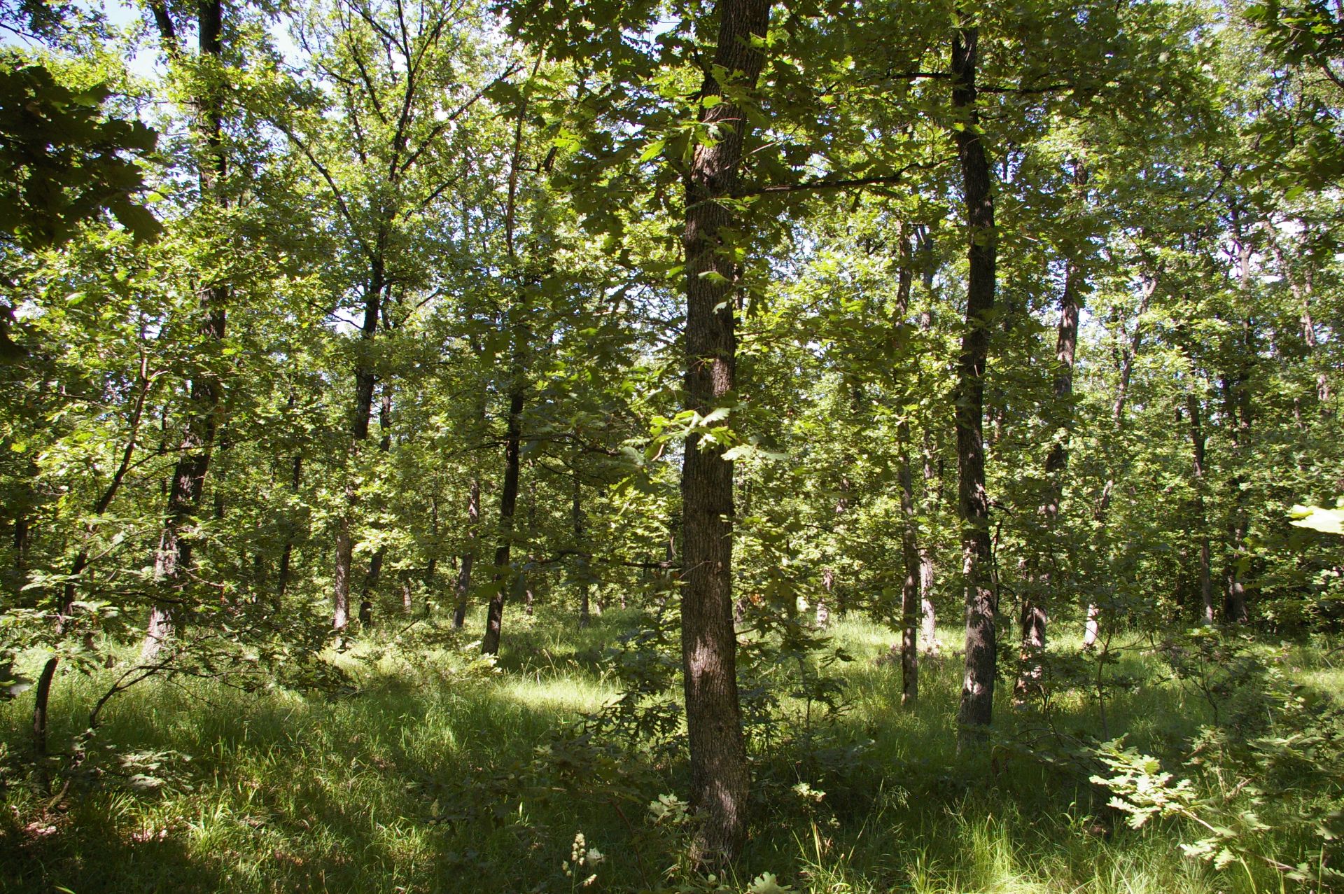 5,001 sqm Forest plot located in Voinitsa, Vidin region, Bulgaria - Image 2 of 4