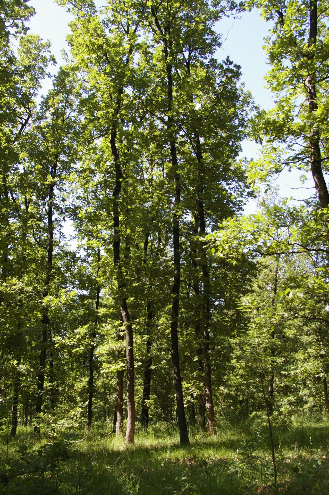 5,000 sqm Forest plot located in Bela Rada, Vidin region, Bulgaria - Image 4 of 4