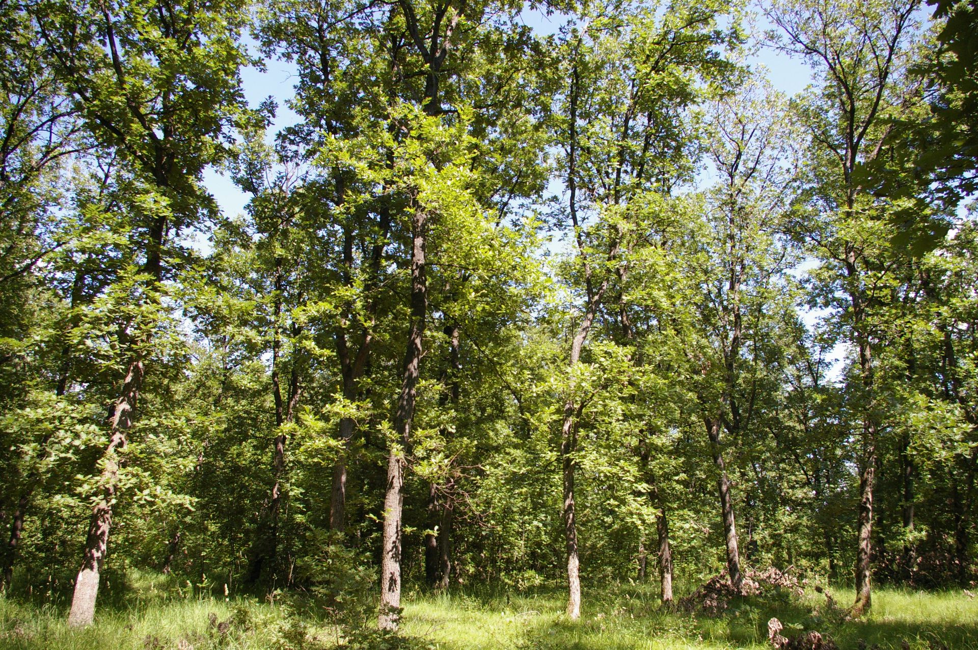 6,000 sqm Forest plot located in Tianovtsi, Vidin region, Bulgaria