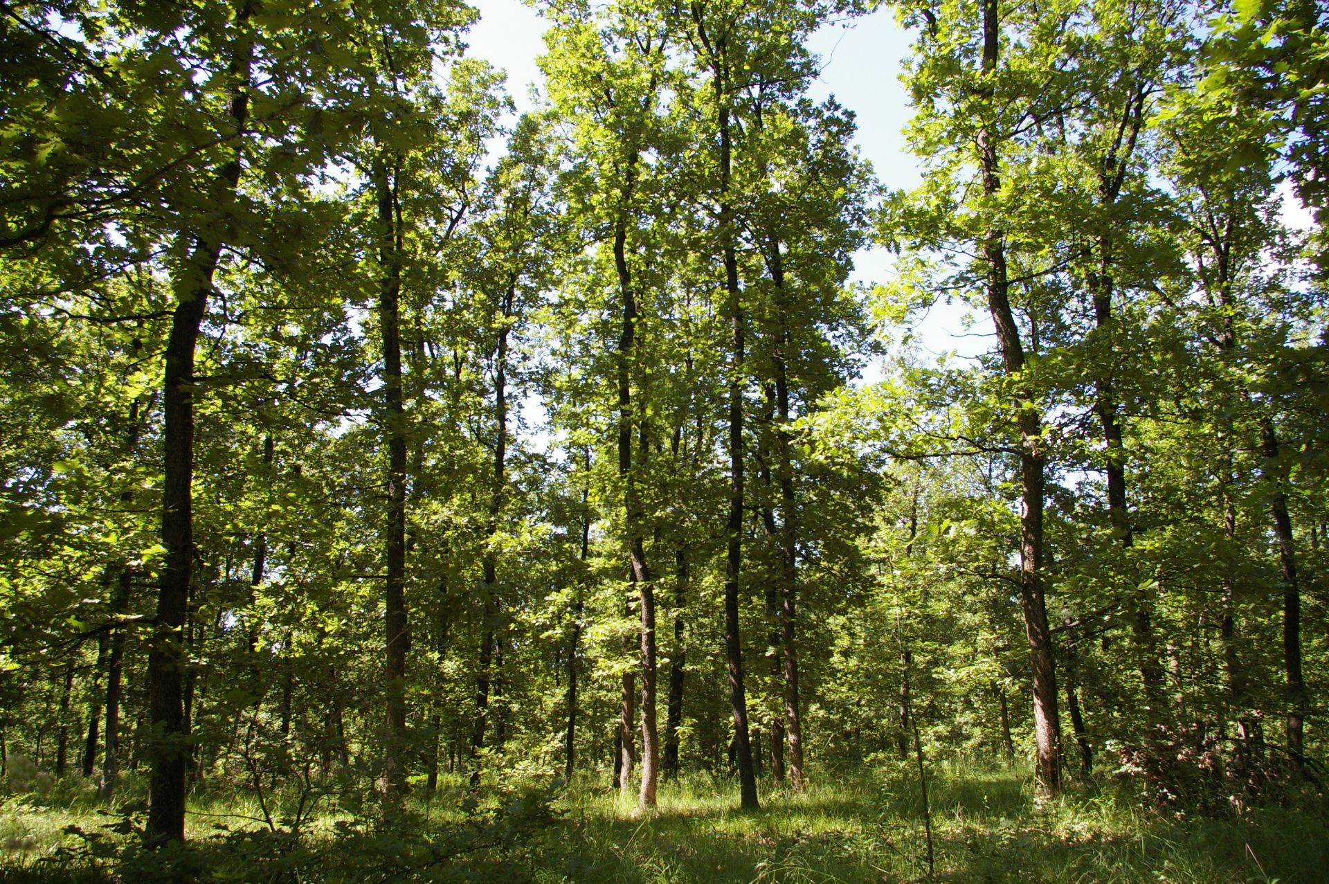 5,000 sqm Forest plot located in Bela Rada, Vidin region, Bulgaria - Image 3 of 4