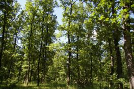 5,000 sqm Forest plot located in Bela Rada, Vidin region, Bulgaria