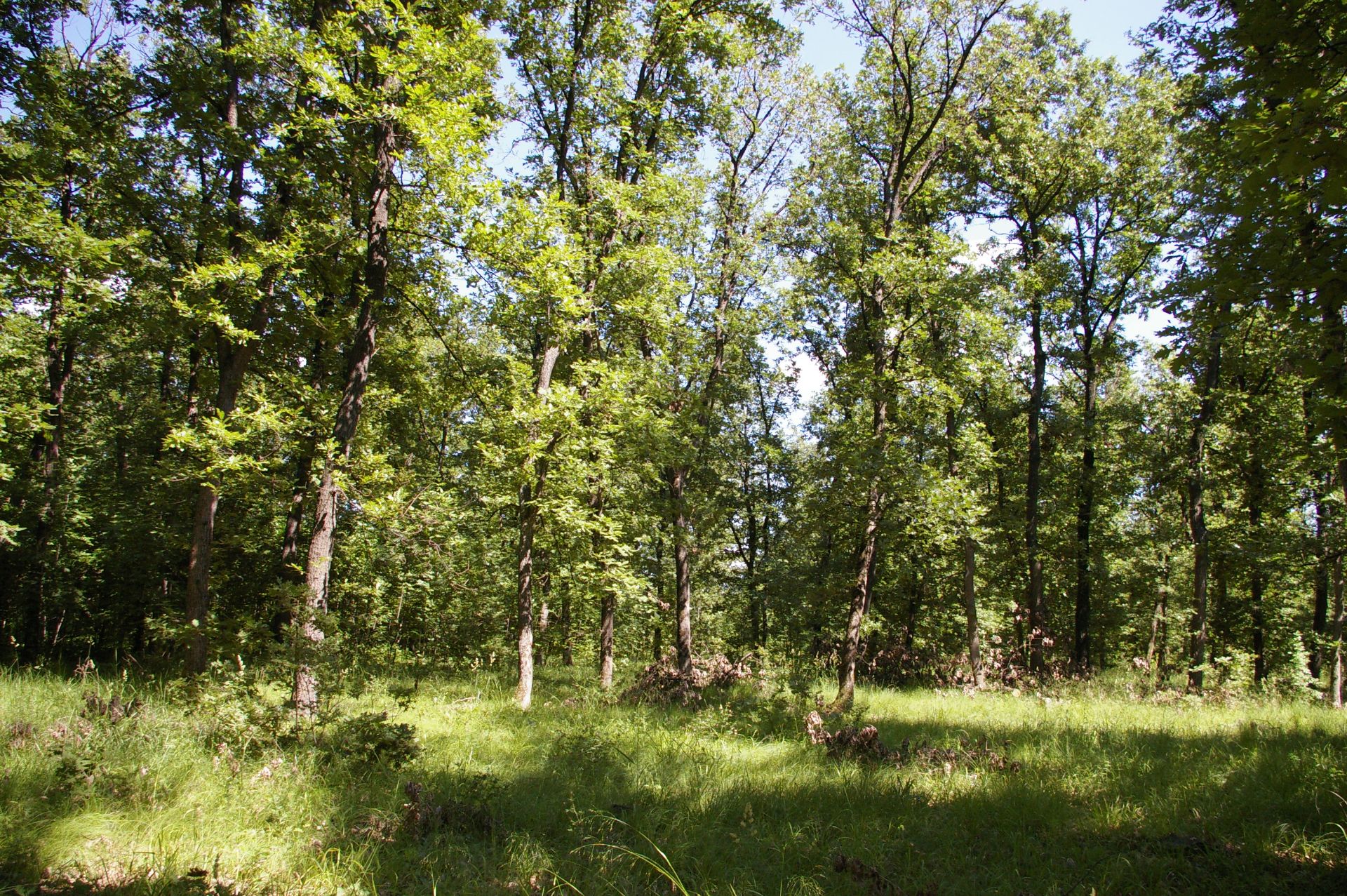 6,000 sqm Forest plot located in Tianovtsi, Vidin region, Bulgaria - Image 2 of 4