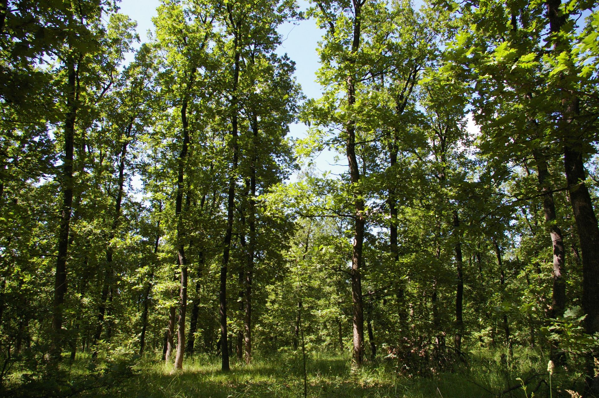 5,000 sqm Forest plot located in Bela Rada, Vidin region, Bulgaria - Image 2 of 4