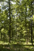6,700 sqm Forest plot located in Staropatitsa, Vidin region, Bulgaria