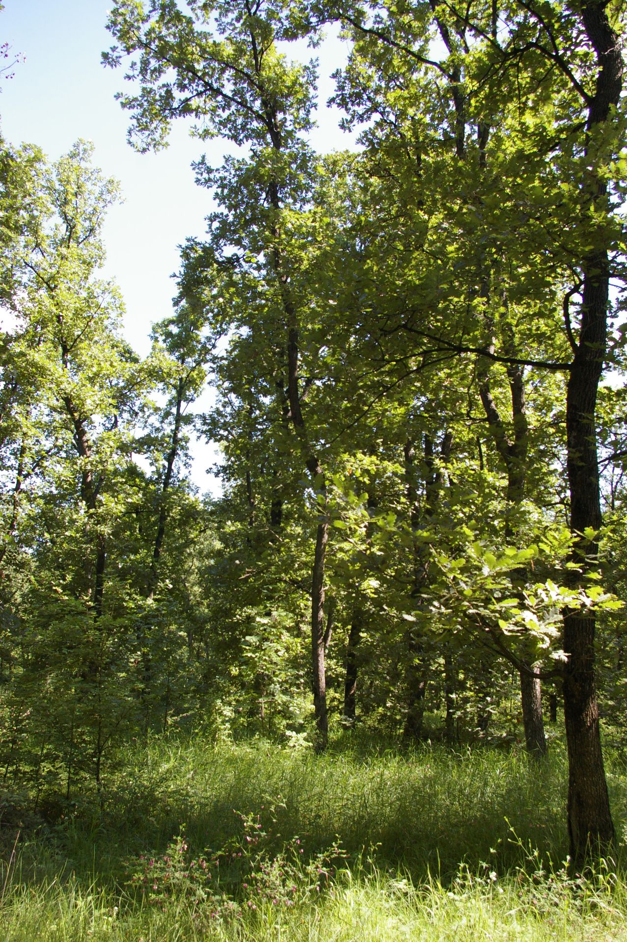 3,000 sqm Forest plot located in Vodna, Vidin region, Bulgaria