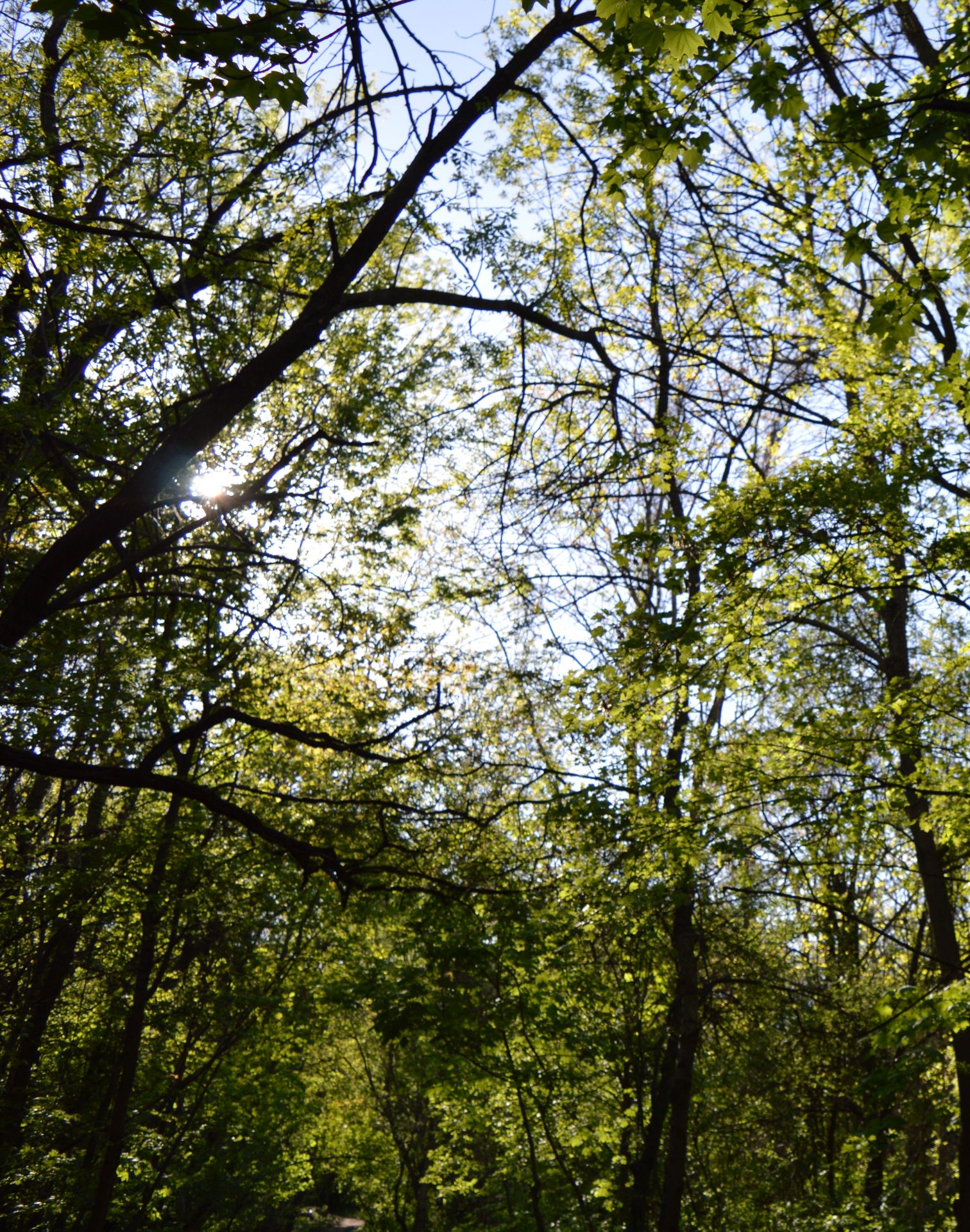 2,000 sqm Forest plot located in Milchina Lake, Vidin region, Bulgaria