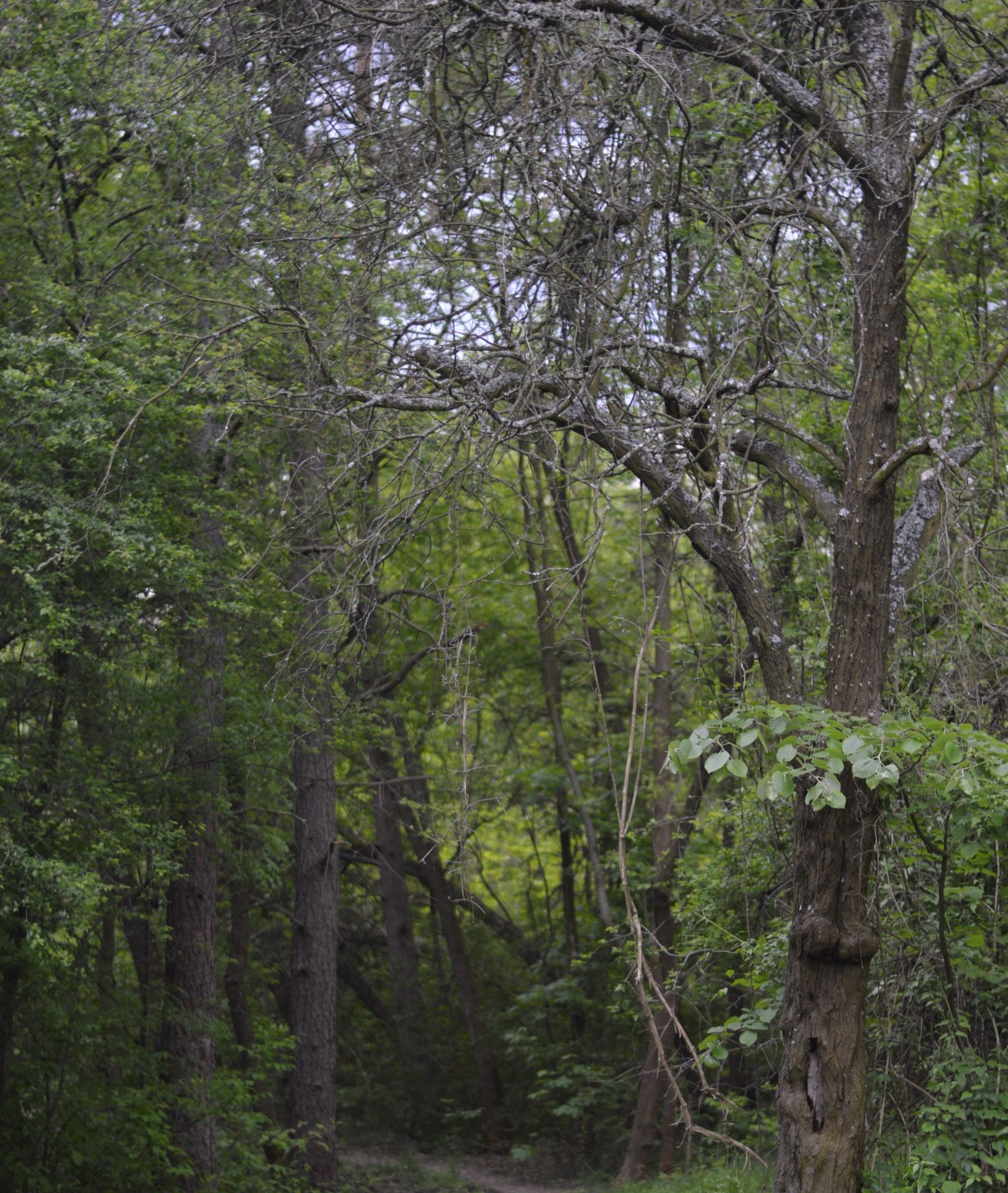 1,000 sqm Forest plot located in Milchina Lake, Vidin region, Bulgaria - Image 3 of 3