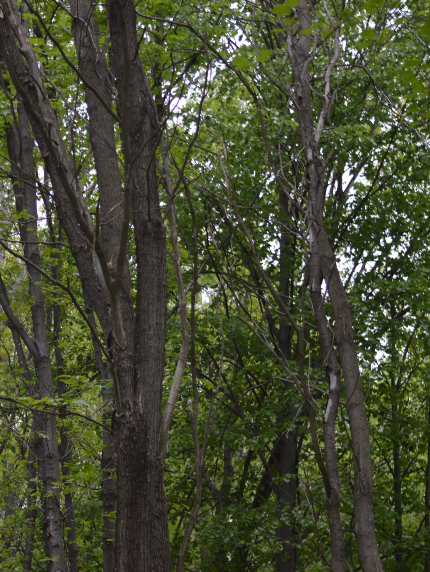 1,000 sqm Forest plot located in Milchina Lake, Vidin region, Bulgaria - Image 2 of 3