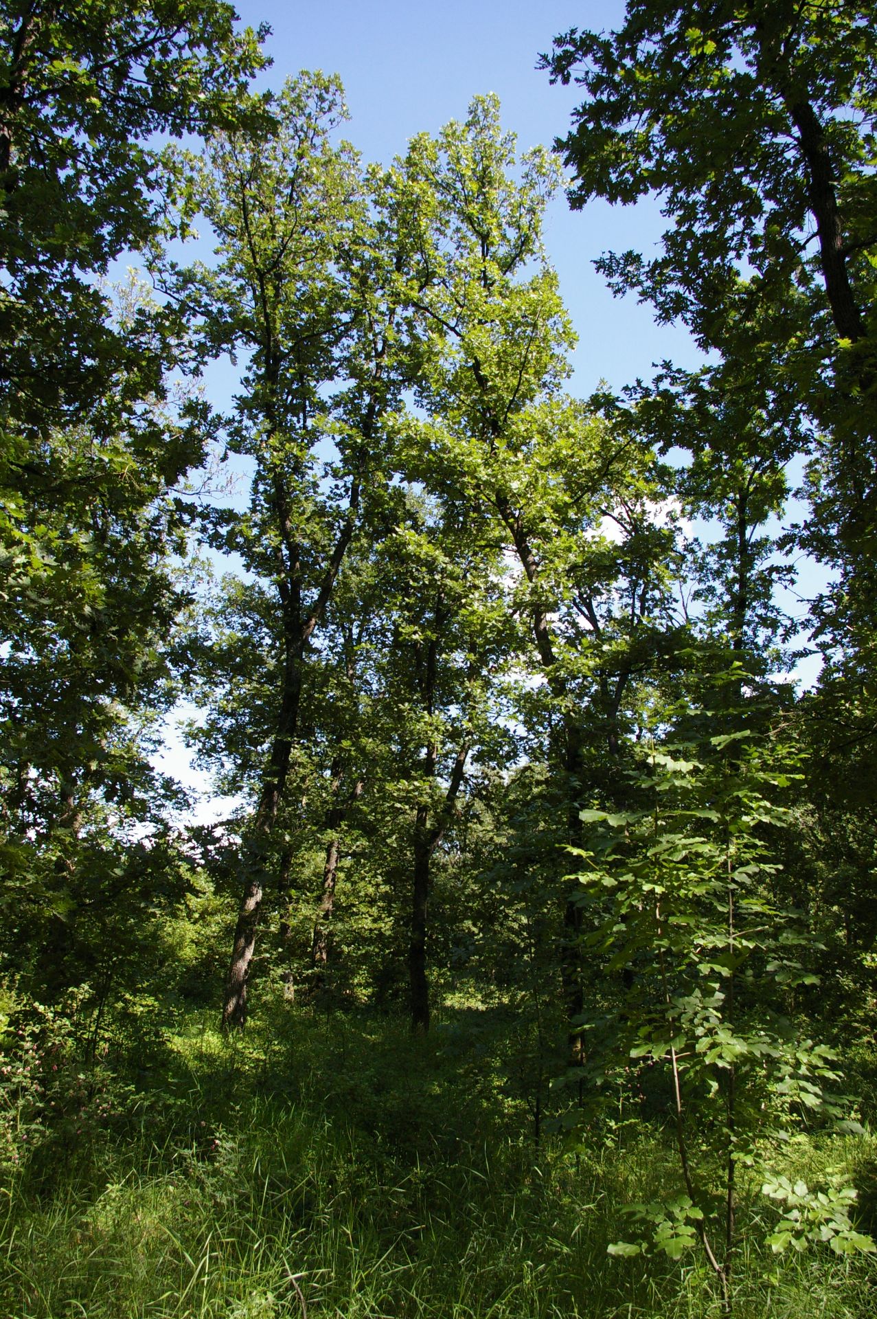 3,000 sqm Forest plot located in Vodna, Vidin region, Bulgaria - Bild 2 aus 4