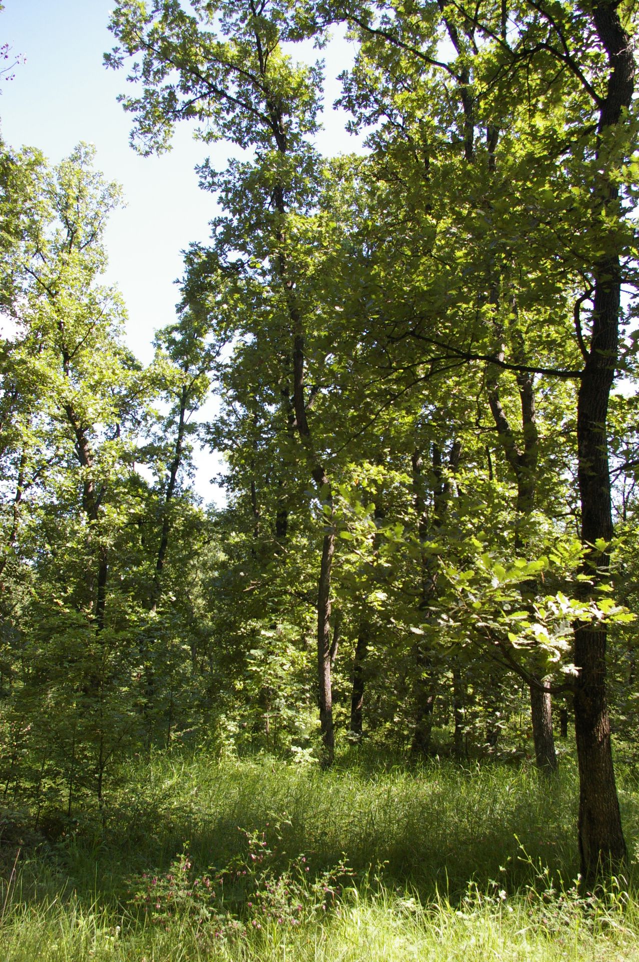 3,000 sqm Forest plot located in Vodna, Vidin region, Bulgaria - Bild 4 aus 4