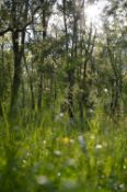 2,000 sqm Forest plot located in Milchina Lake, Vidin region, Bulgaria