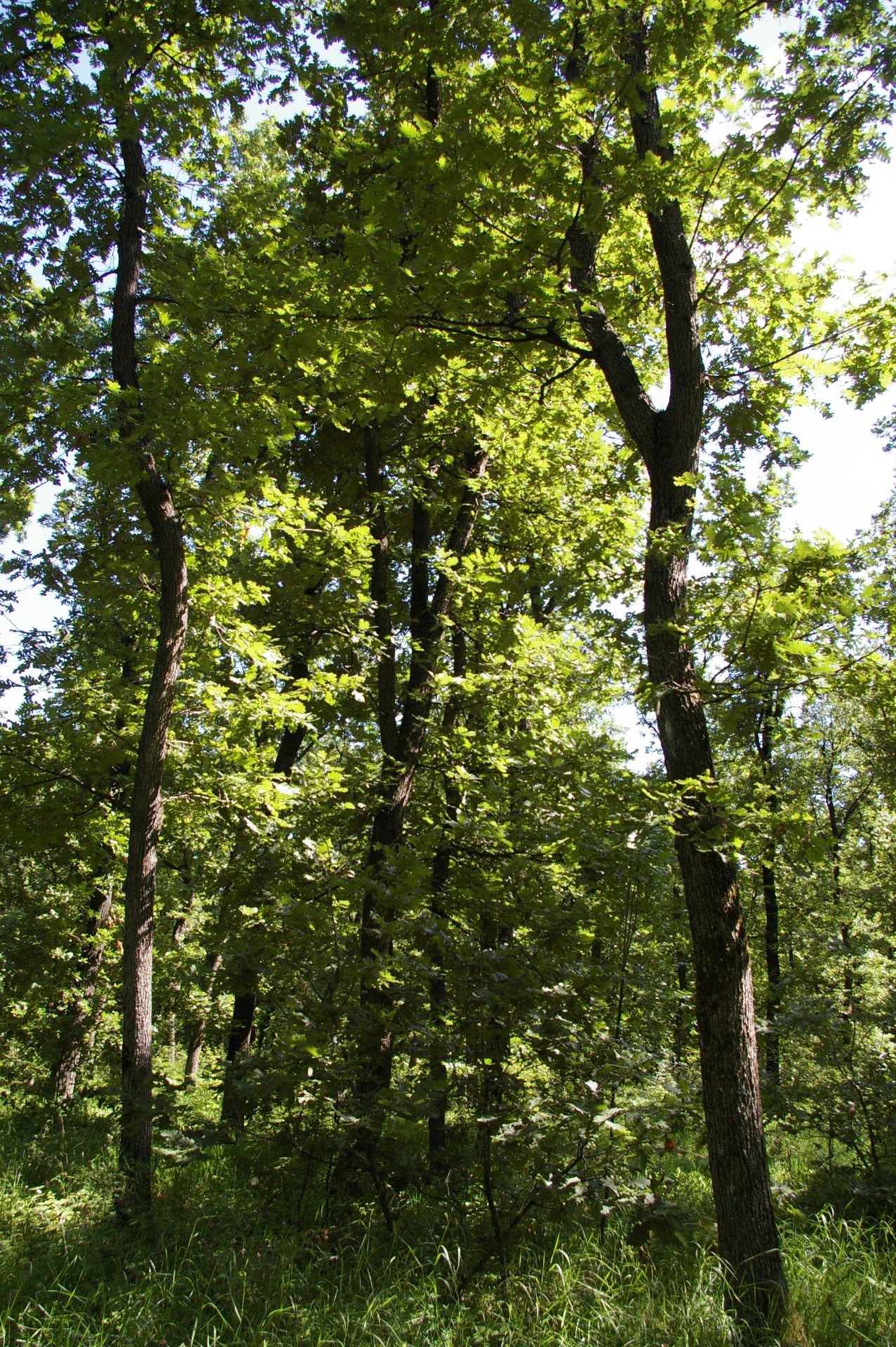 3,000 sqm Forest plot located in Vodna, Vidin region, Bulgaria - Bild 3 aus 4