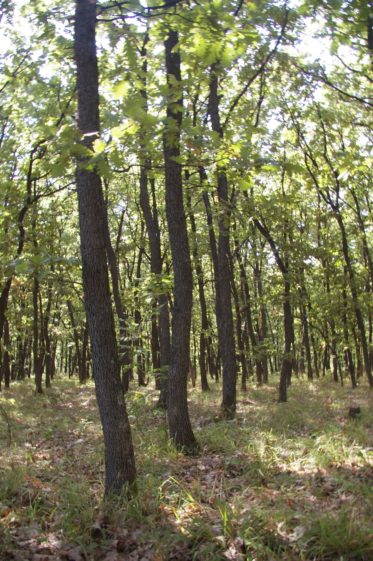 800 sqm Forest plot located in Vurtop, Vidin region, Bulgaria