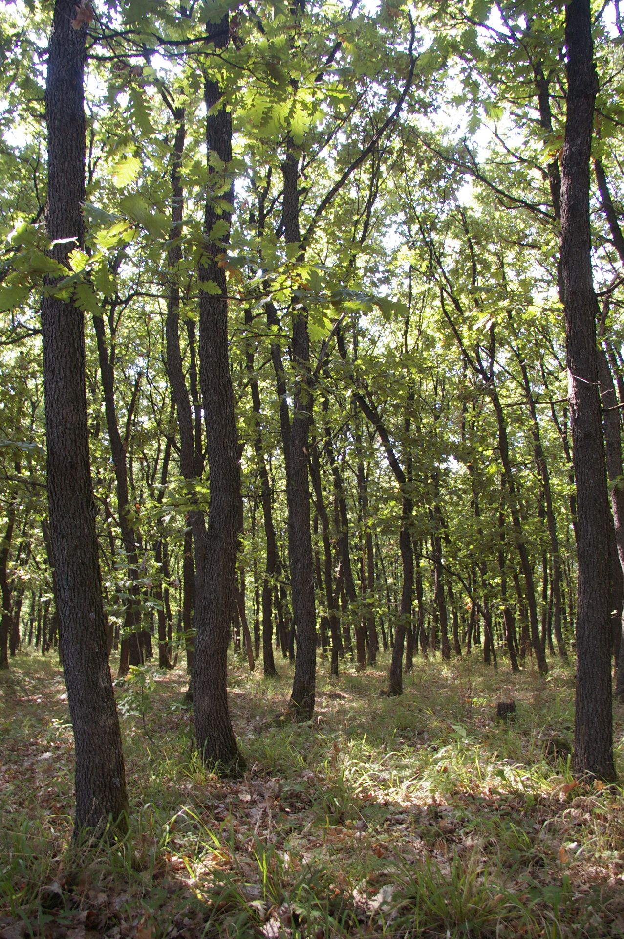 800 sqm Forest plot located in Vurtop, Vidin region, Bulgaria - Image 3 of 4