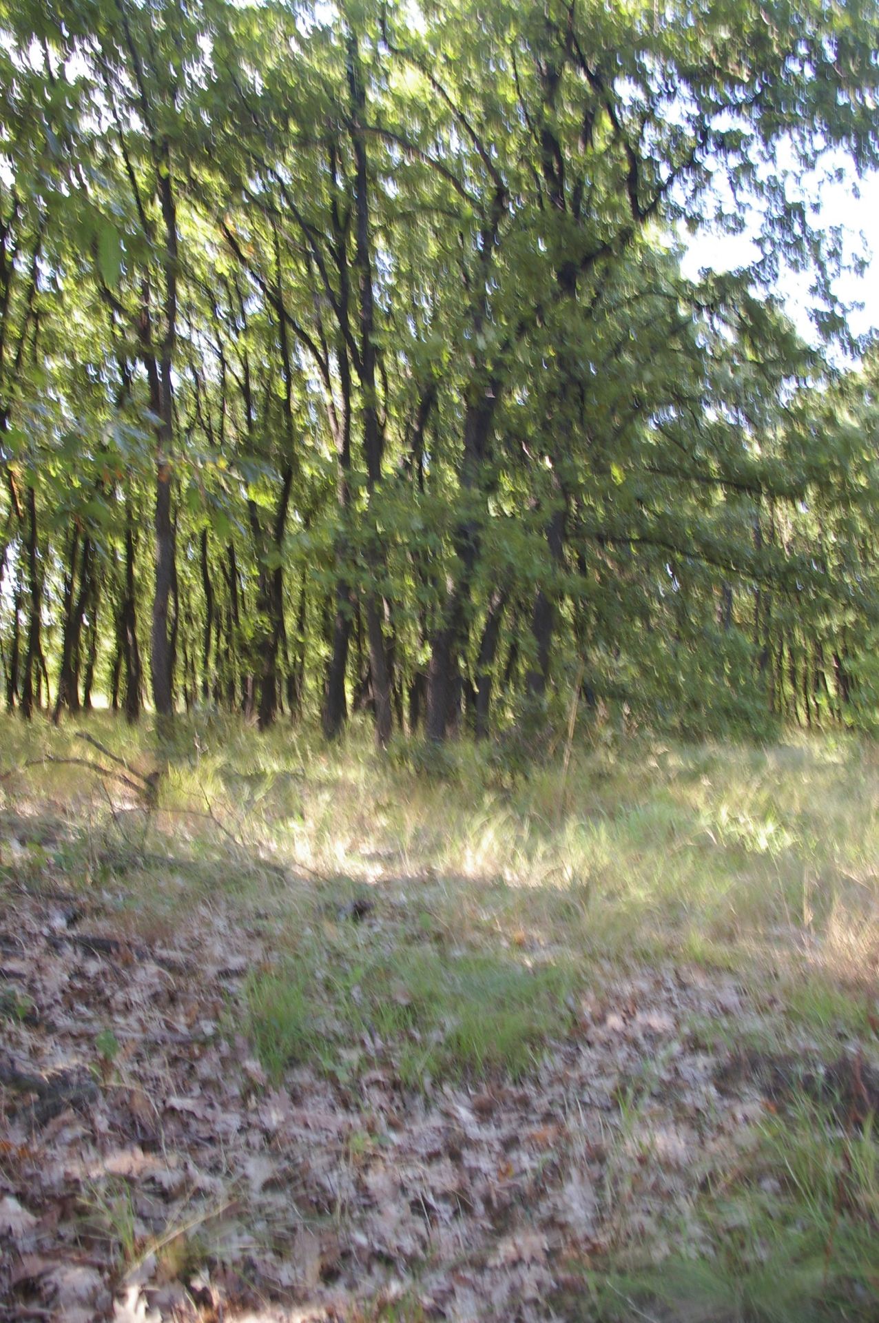 999 sqm Forest plot located in Vurtop, Vidin region, Bulgaria - Image 2 of 4