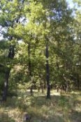 999 sqm Forest plot located in Vurtop, Vidin region, Bulgaria