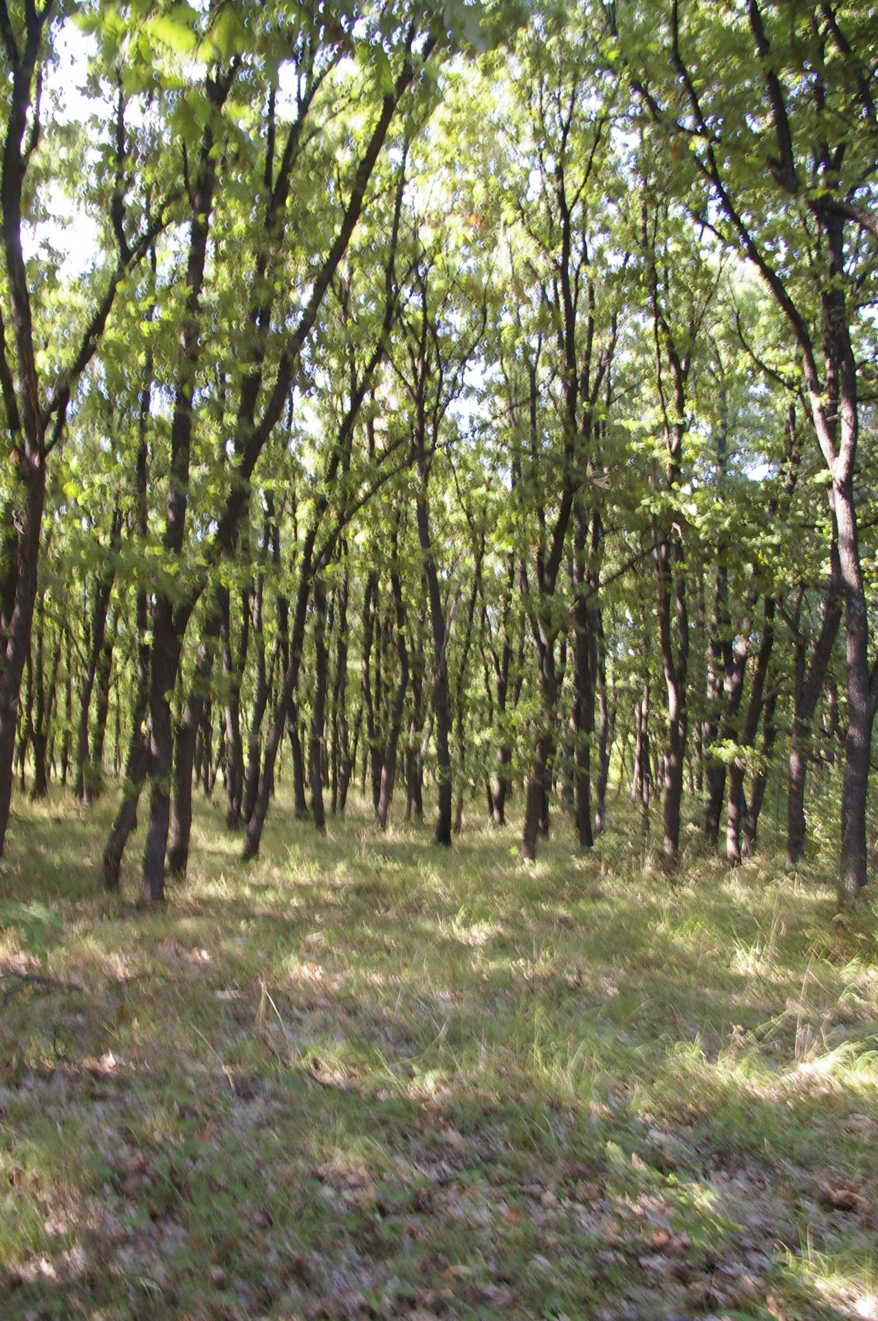 500 sqm Forest plot located in Vurtop, Vidin region, Bulgaria