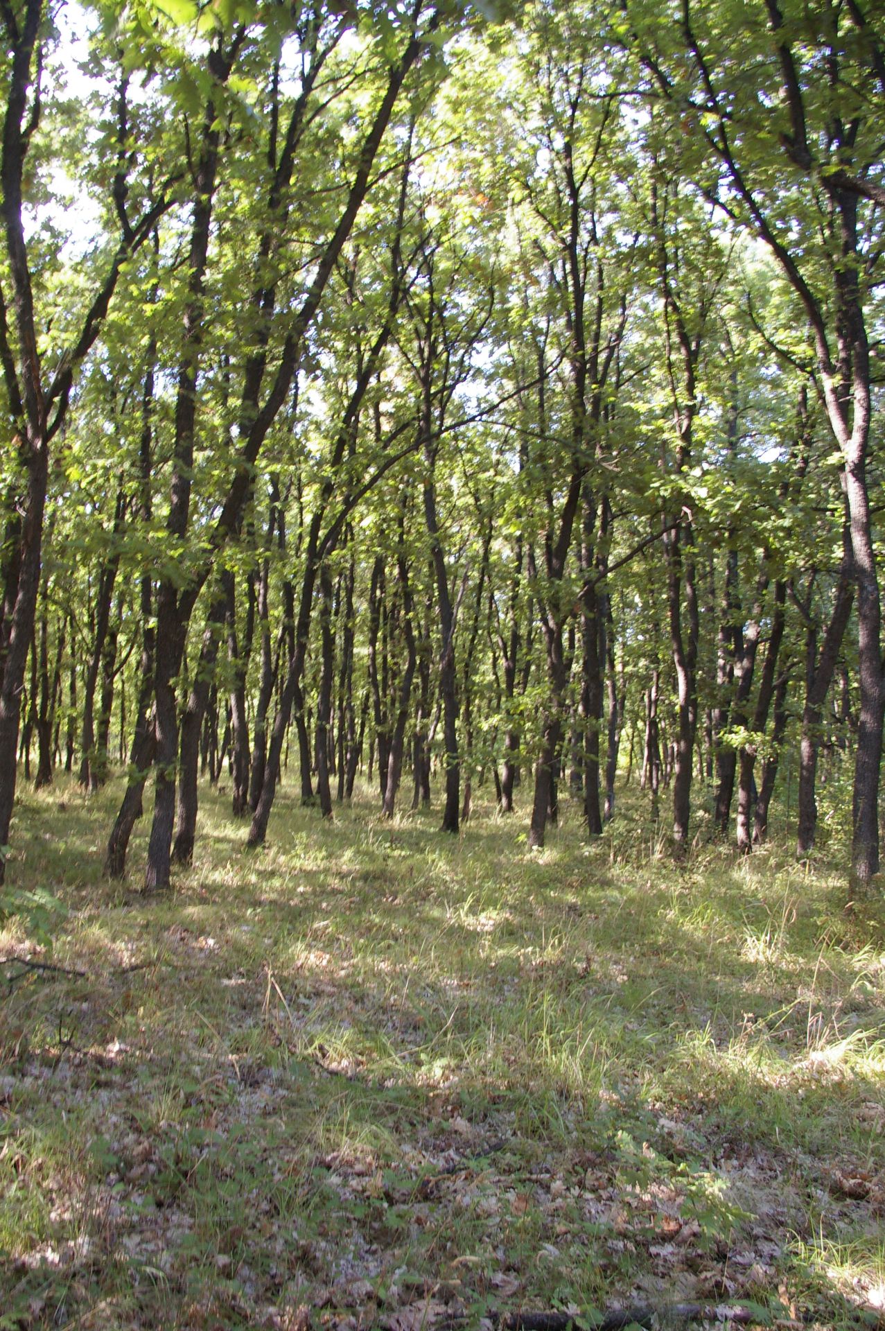 500 sqm Forest plot located in Vurtop, Vidin region, Bulgaria - Image 2 of 4