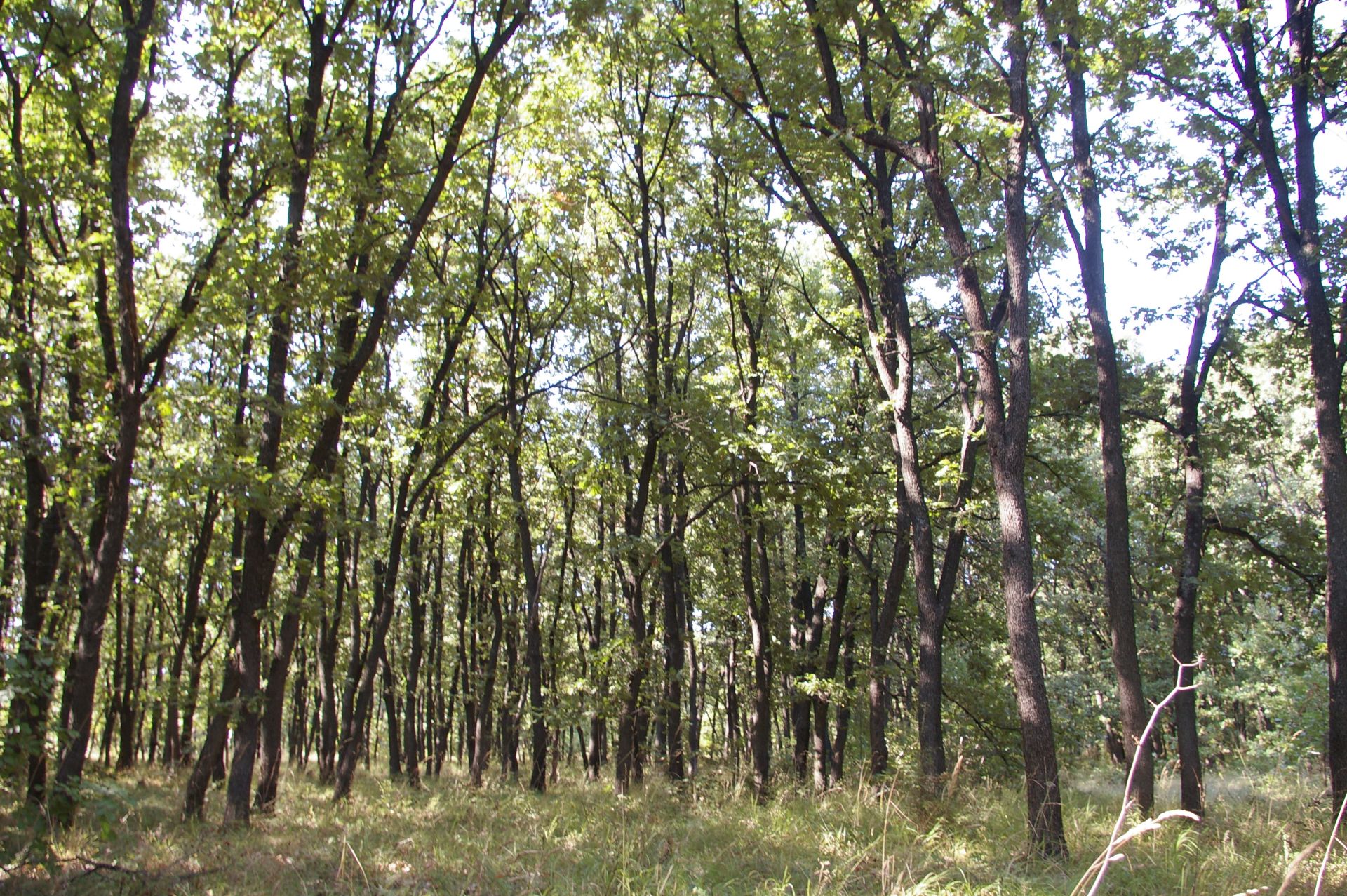 500 sqm Forest plot located in Vurtop, Vidin region, Bulgaria - Image 4 of 4