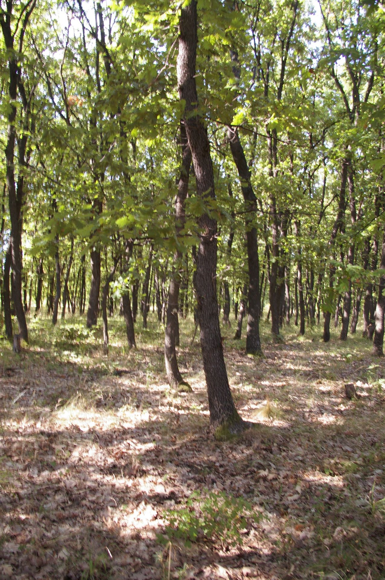 500 sqm Forest plot located in Vurtop, Vidin region, Bulgaria - Image 3 of 4