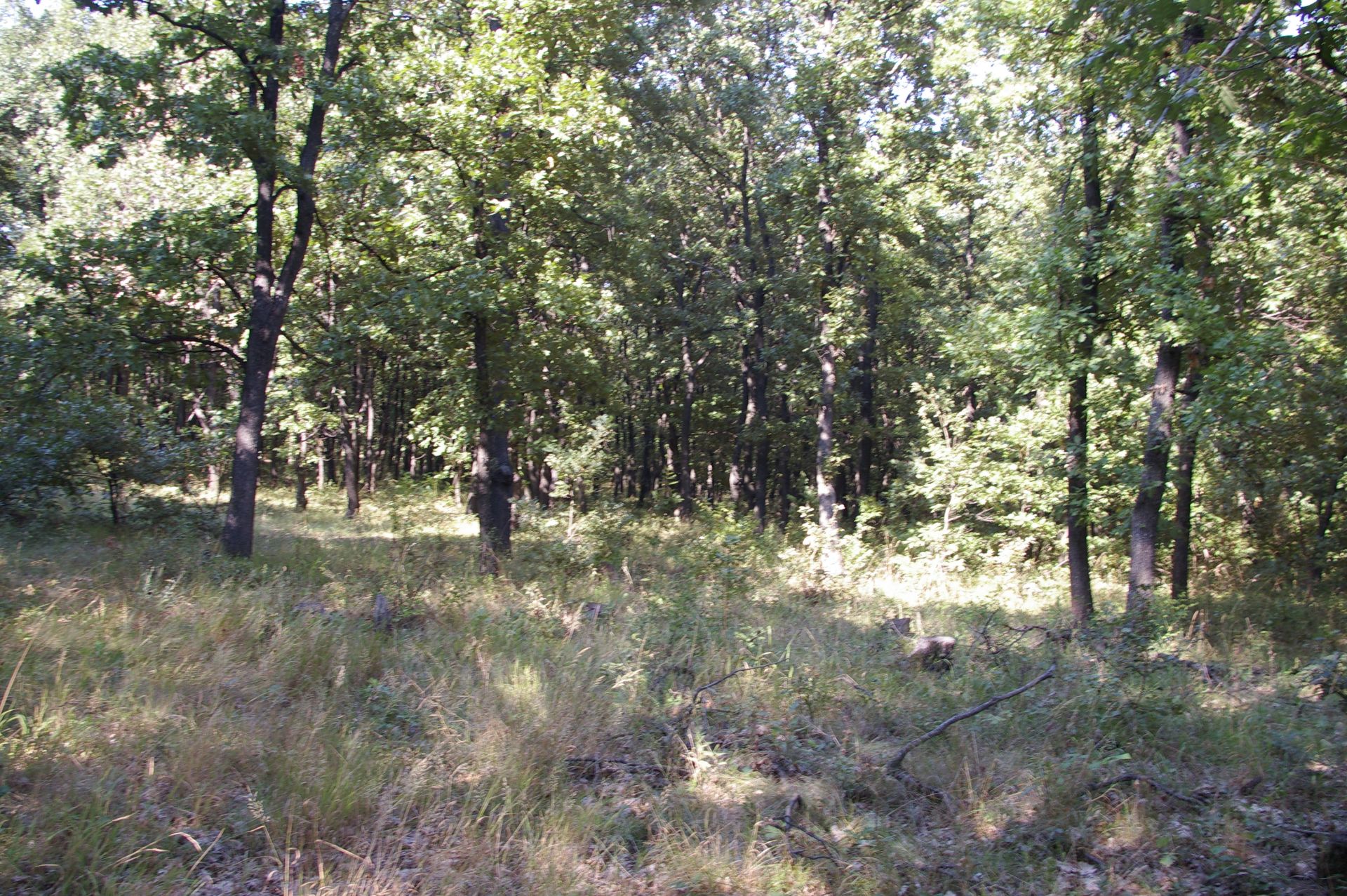 999 sqm Forest plot located in Vurtop, Vidin region, Bulgaria - Image 4 of 4