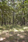800 sqm Forest plot located in Vurtop, Vidin region, Bulgaria
