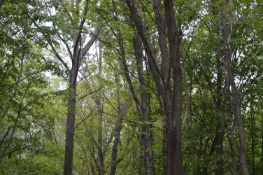 1,000 sqm Forest plot located in Milchina Lake, Vidin region, Bulgaria