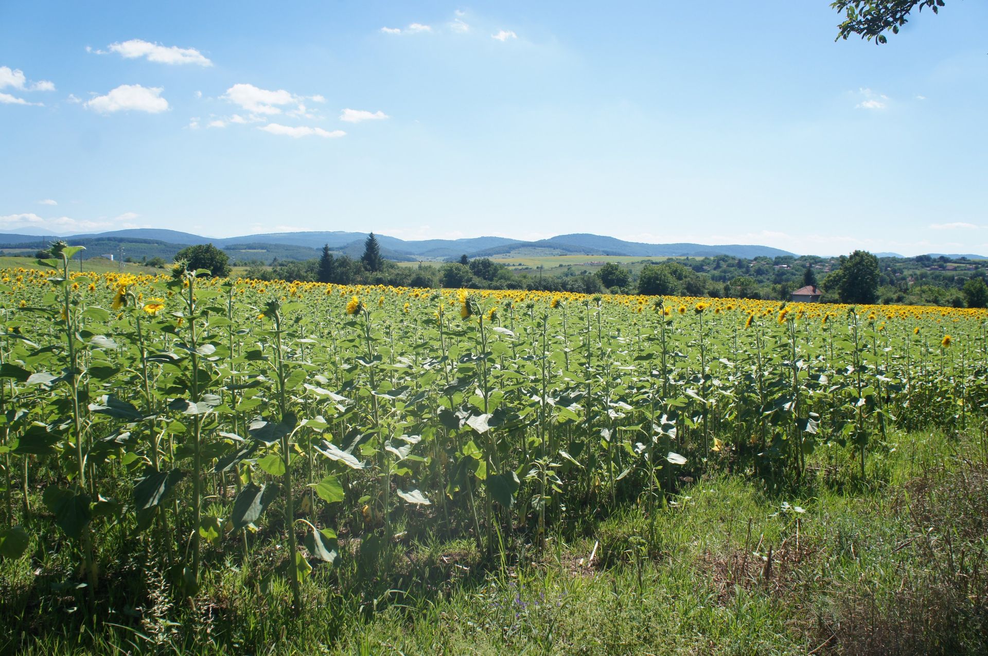 IMMACULATE Freehold Home and Land NR Veliko Tarnovo, Bulgaria - Image 23 of 29