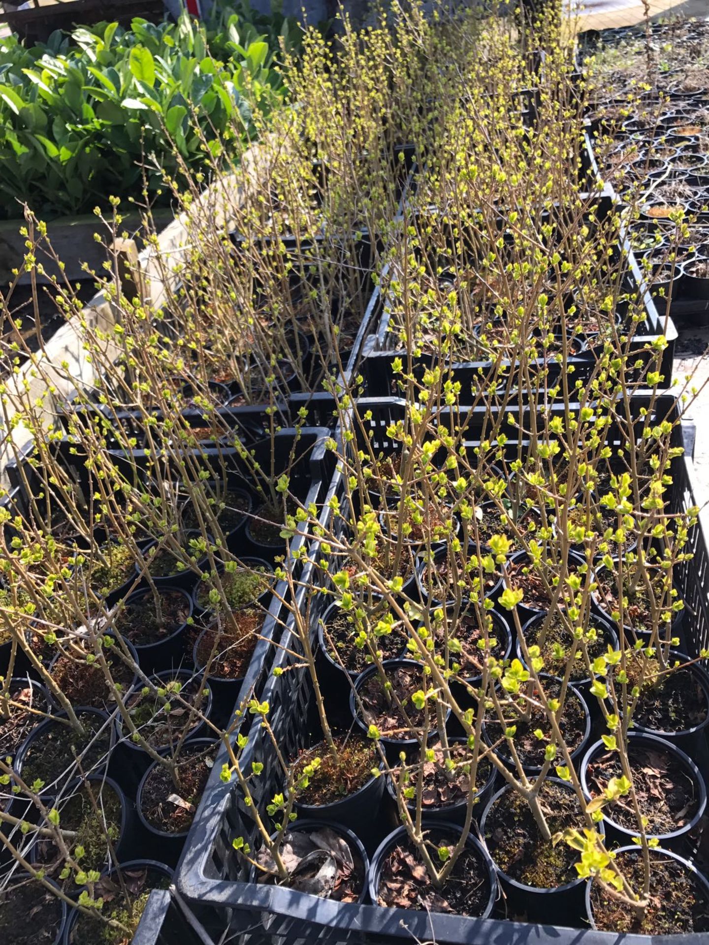 X50 LARGE PRIVET HEDGING PLANTS 500MM PLUS! 9CM POTS   lots more available directly from the Nursery