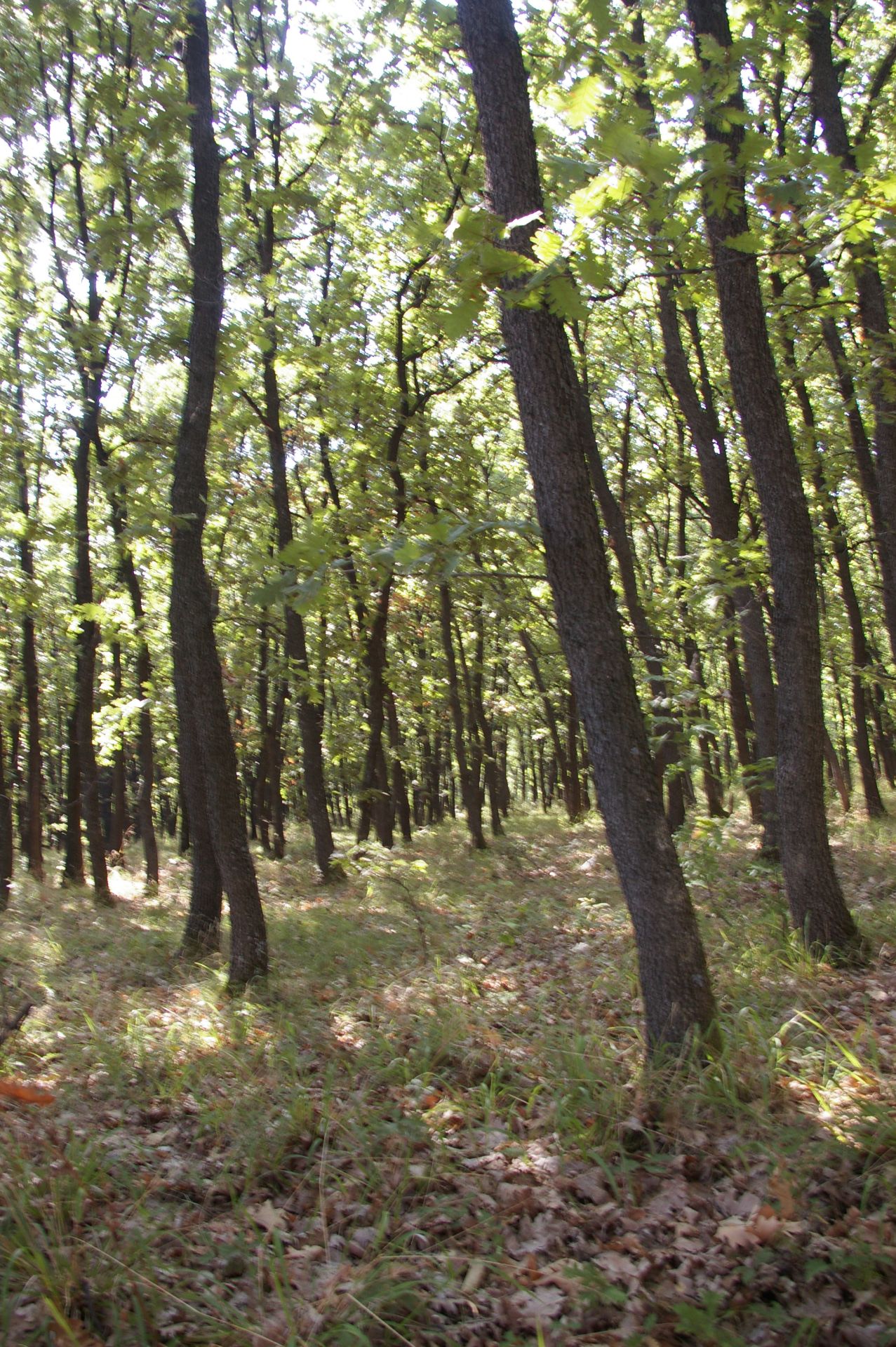 800 sqm Forest plot located in Vurtop, Vidin region, Bulgaria - Image 3 of 4