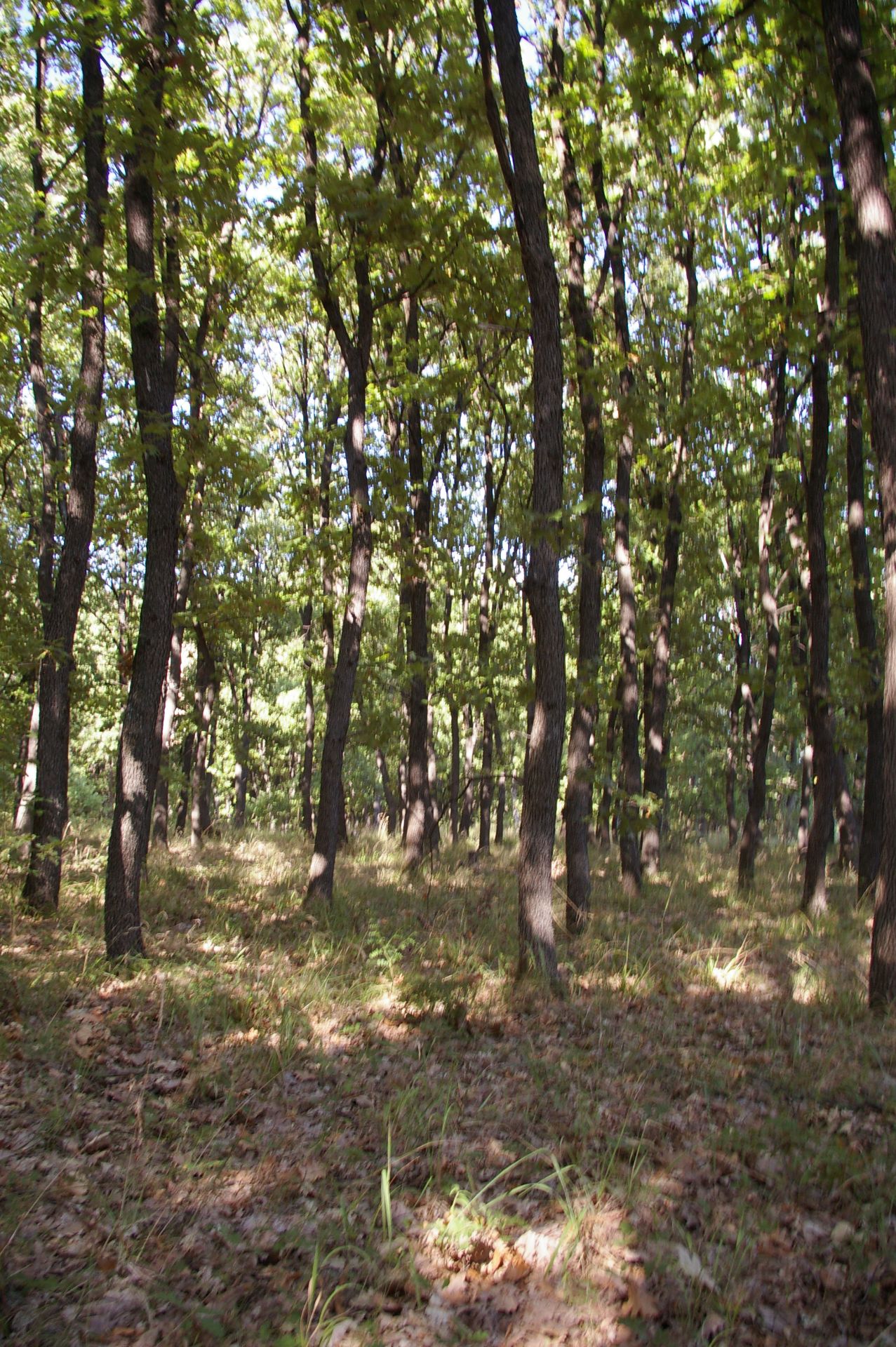 800 sqm Forest plot located in Vurtop, Vidin region, Bulgaria